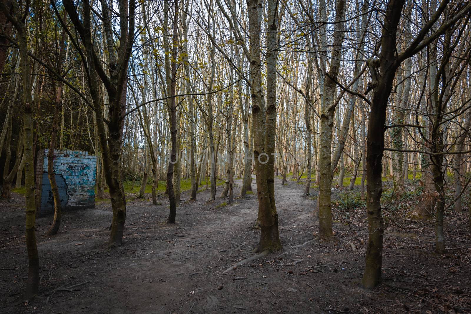 A dense woodland area with tall thin narrow trees and the sunlight shining between