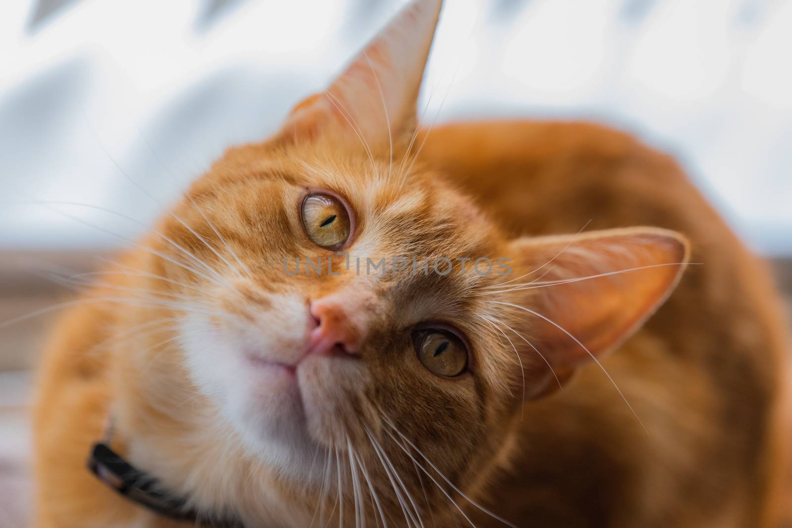 A portrait of an adorable young domestic ginger tabby cat sat at home on the back of a sofa against a window