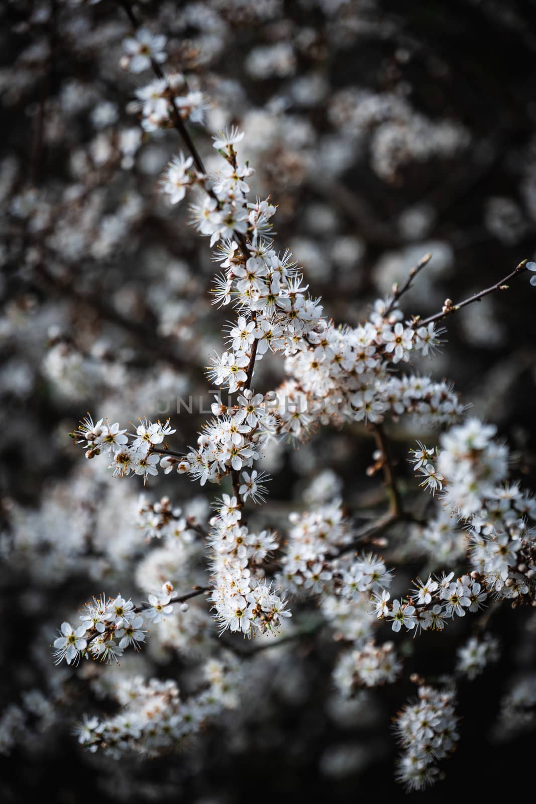 A cluster of white and yellow small flowers in a bush