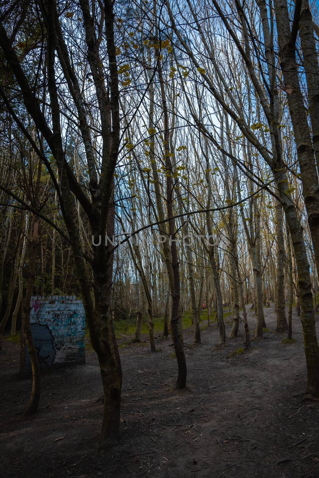 A dense woodland area with tall thin narrow trees and the sunlight shining between