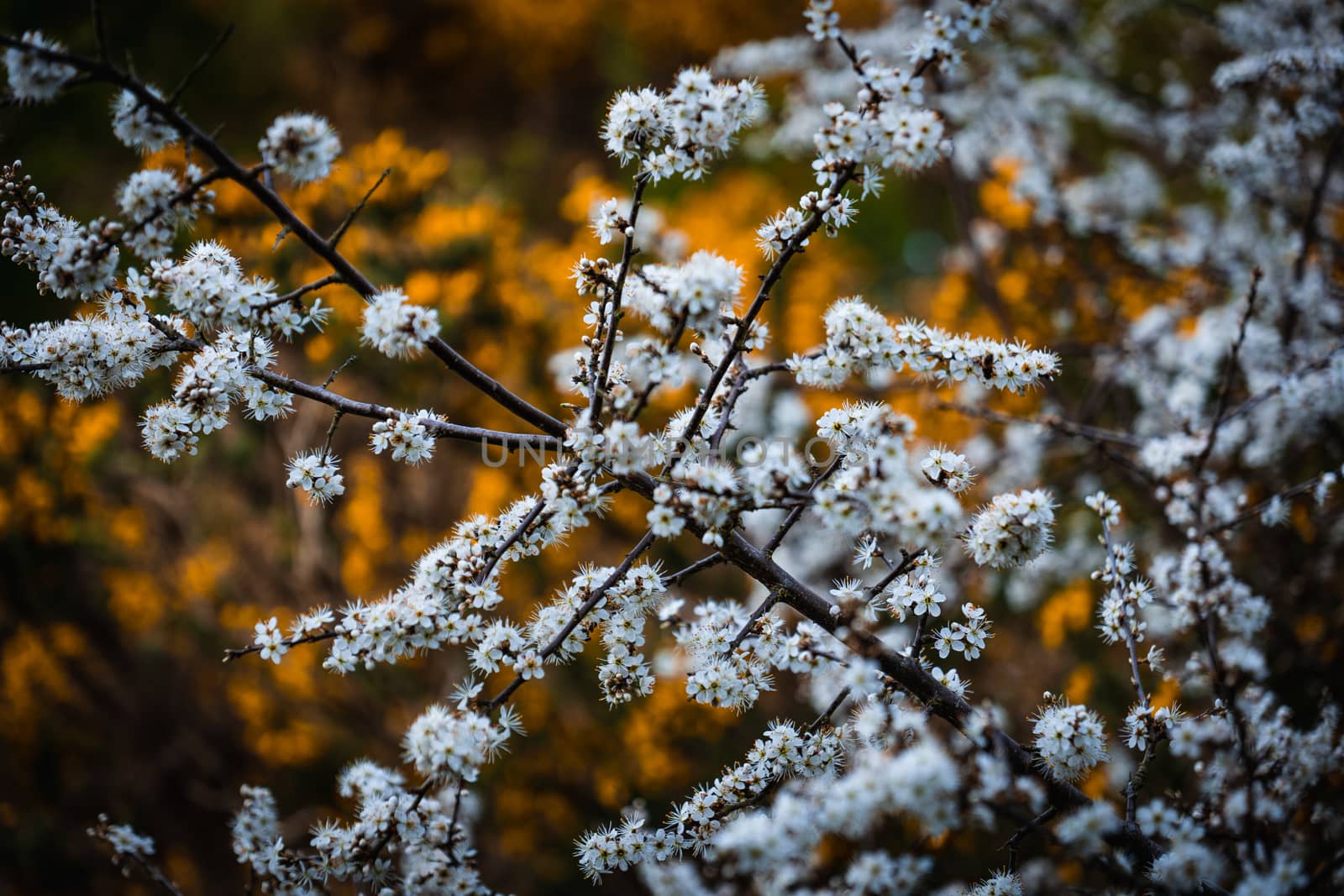 A cluster of white and yellow small flowers in a bush