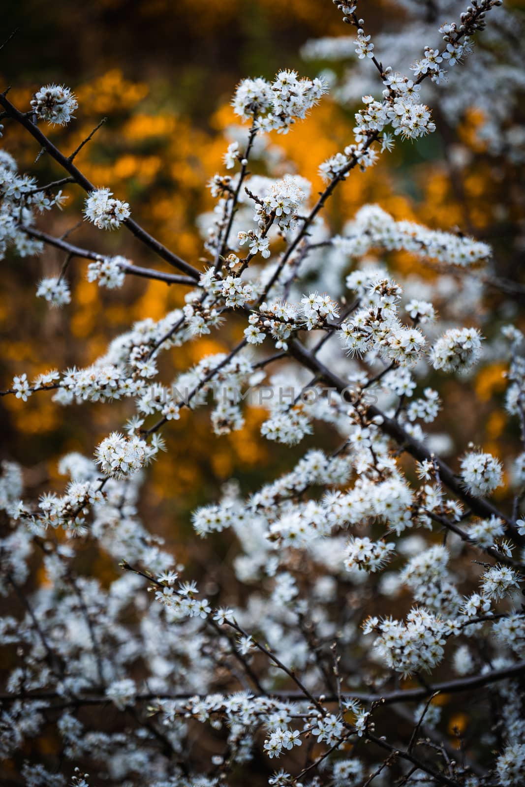 A cluster of white and yellow small flowers in a bush