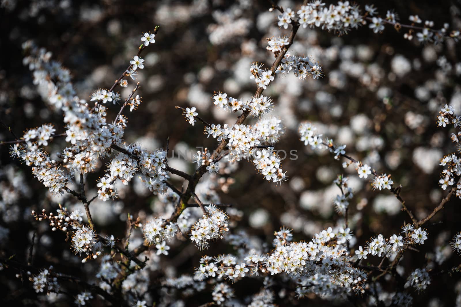 A cluster of white and yellow small flowers in a bush