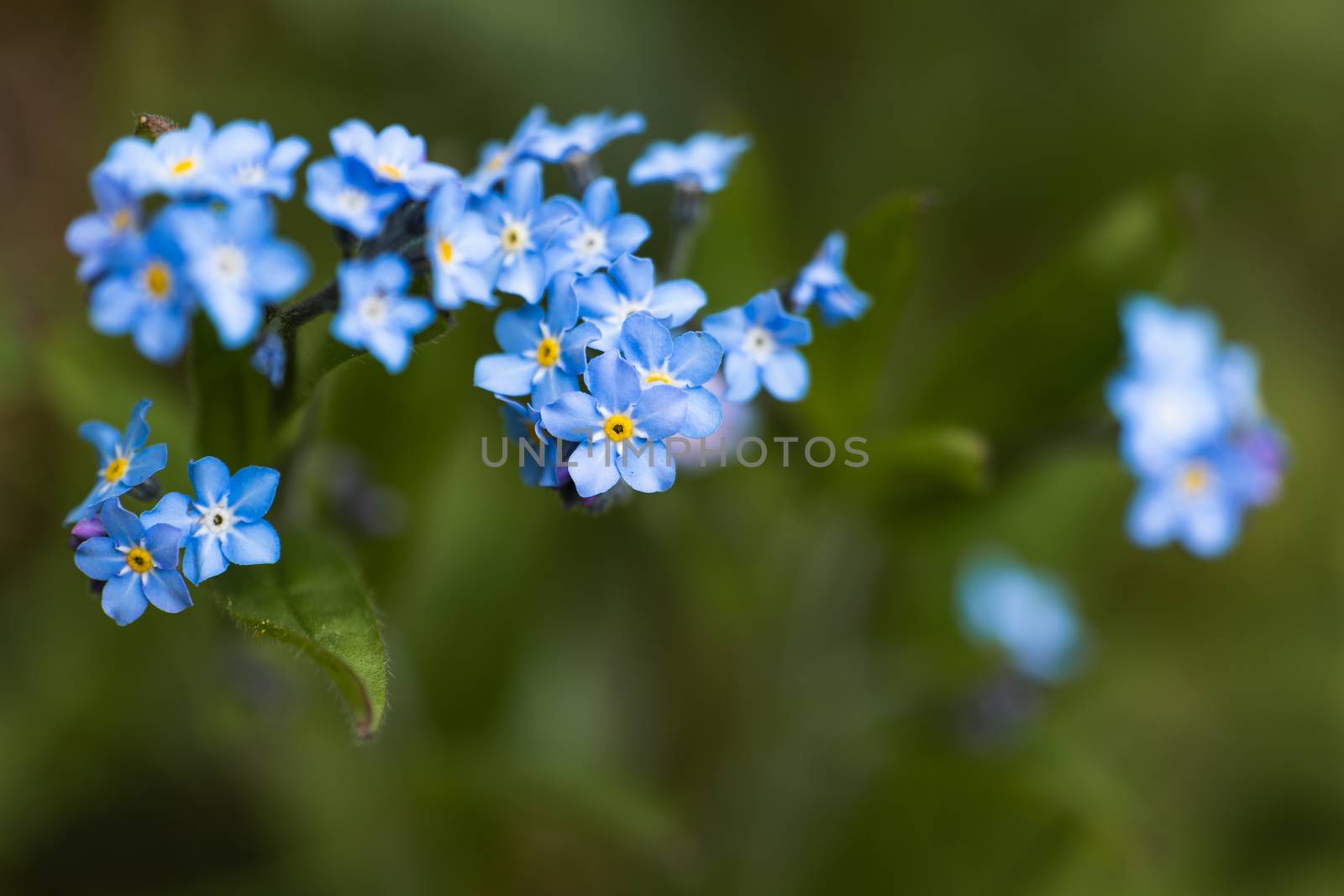 A macro shot of a cluster of blue Forget Me Not flowers