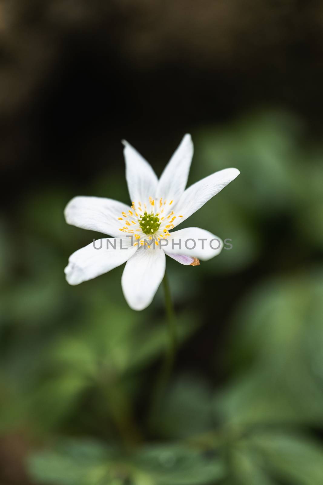 A Macro shot of a Paperwhite flower in the wild