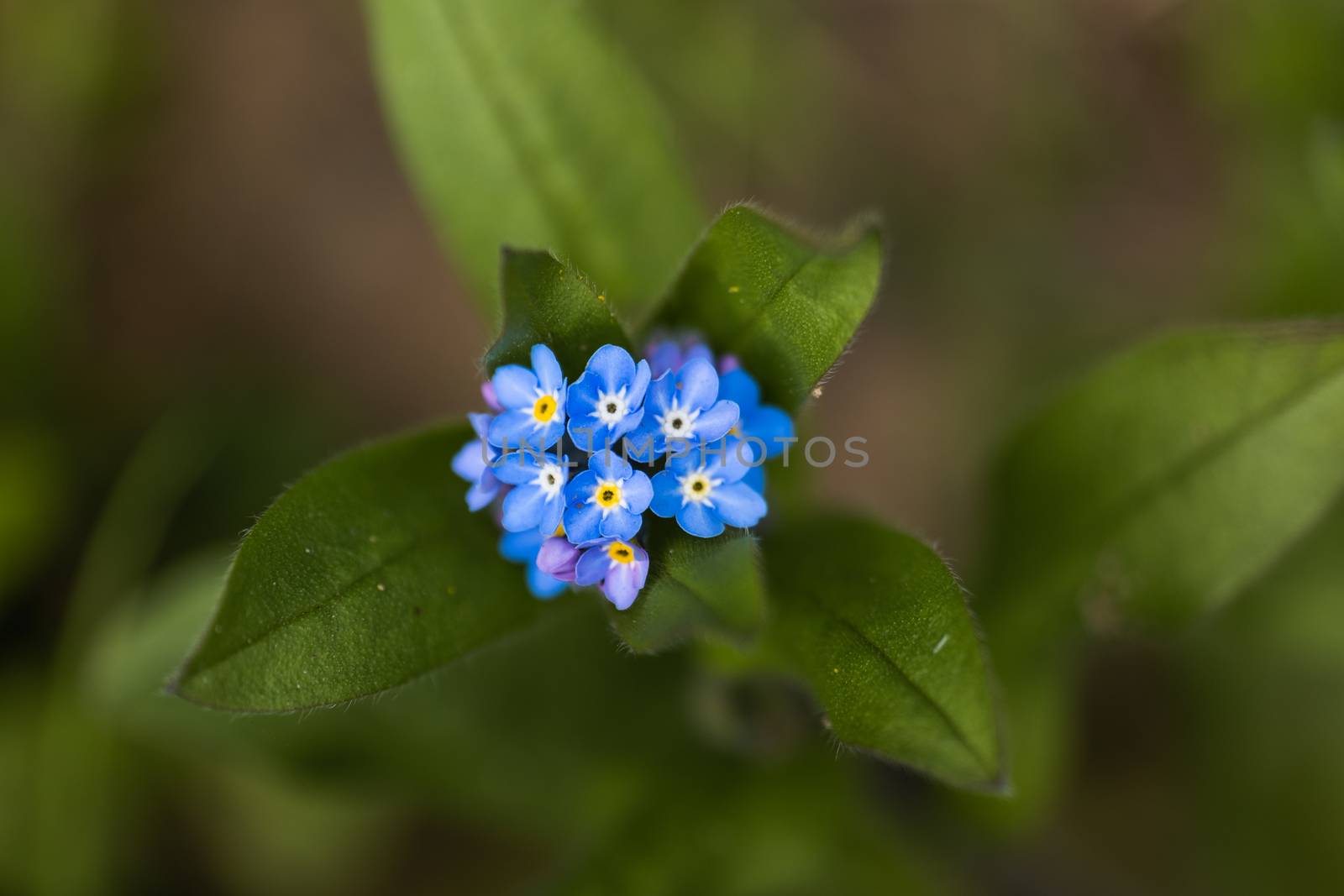 A macro shot of a cluster of blue Forget Me Not flowers