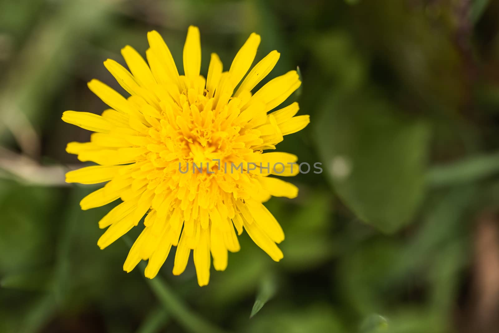 A yellow dandelion flower close up