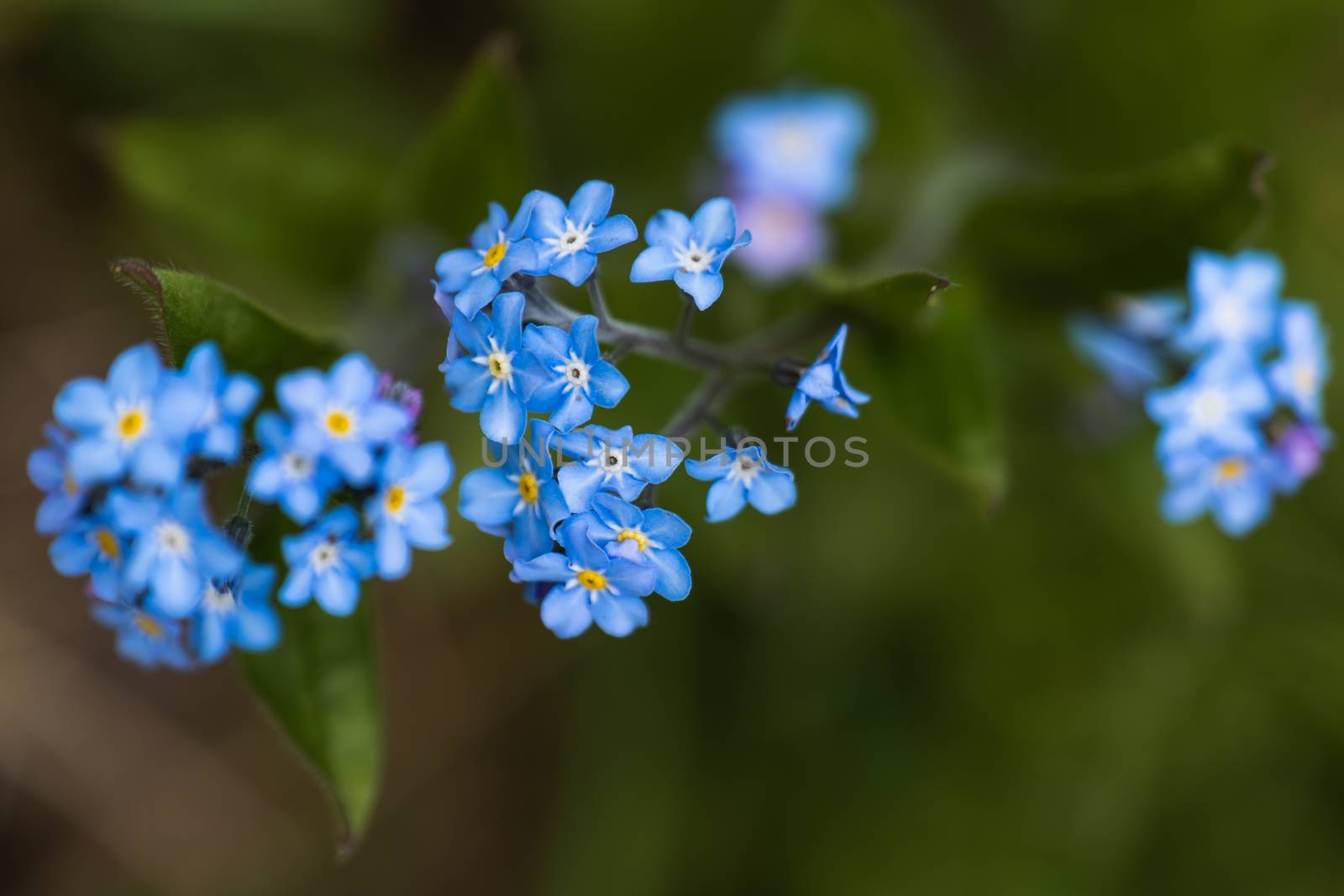 A macro shot of a cluster of blue Forget Me Not flowers