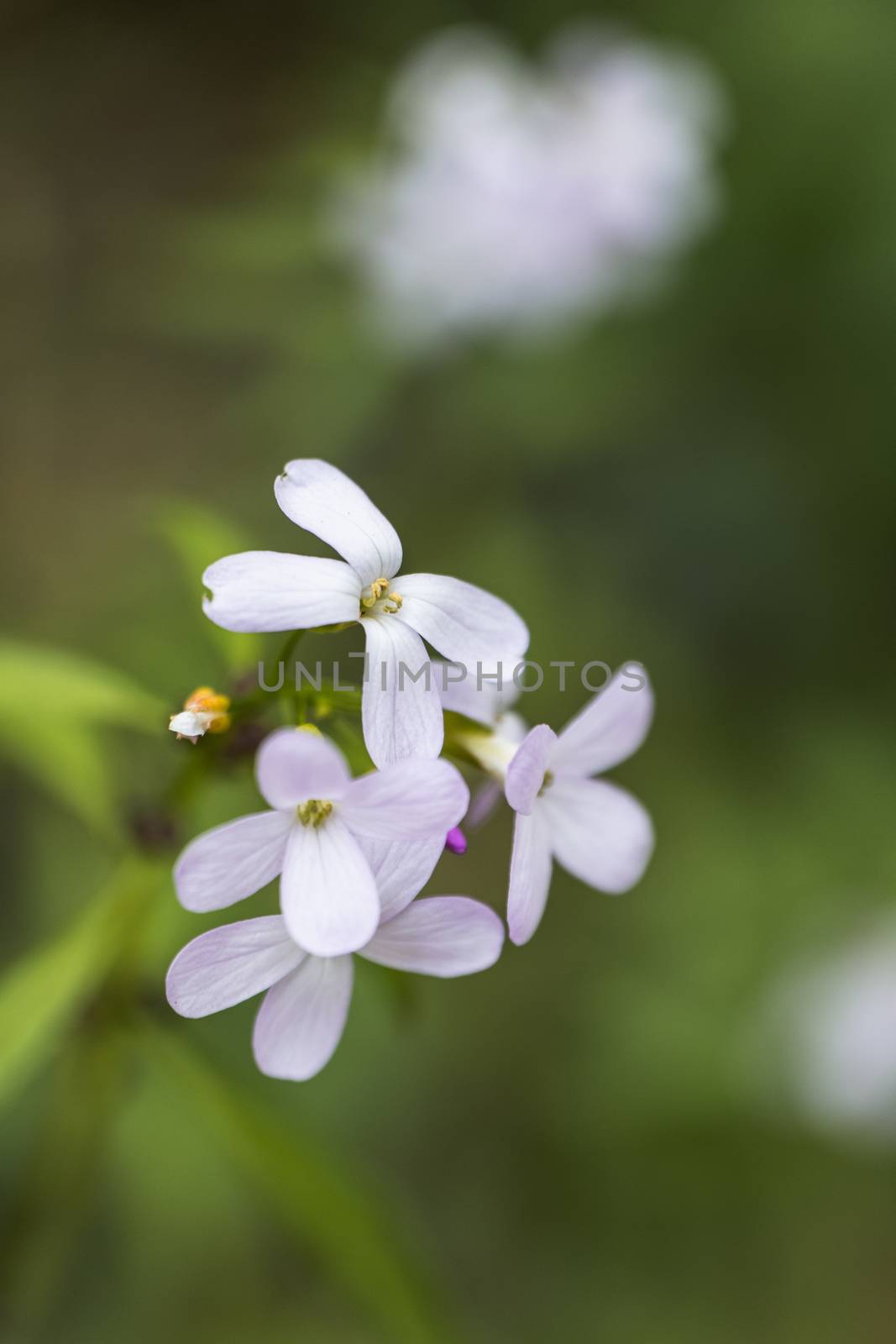 A bunch of small white petal flowers close up in the wild