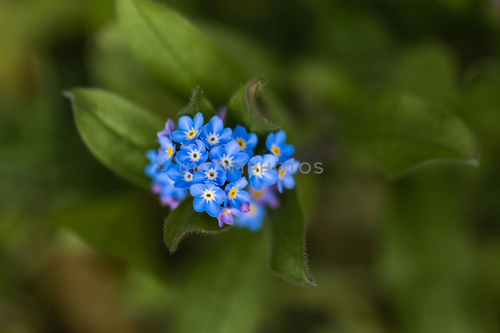 A macro shot of a cluster of blue Forget Me Not flowers