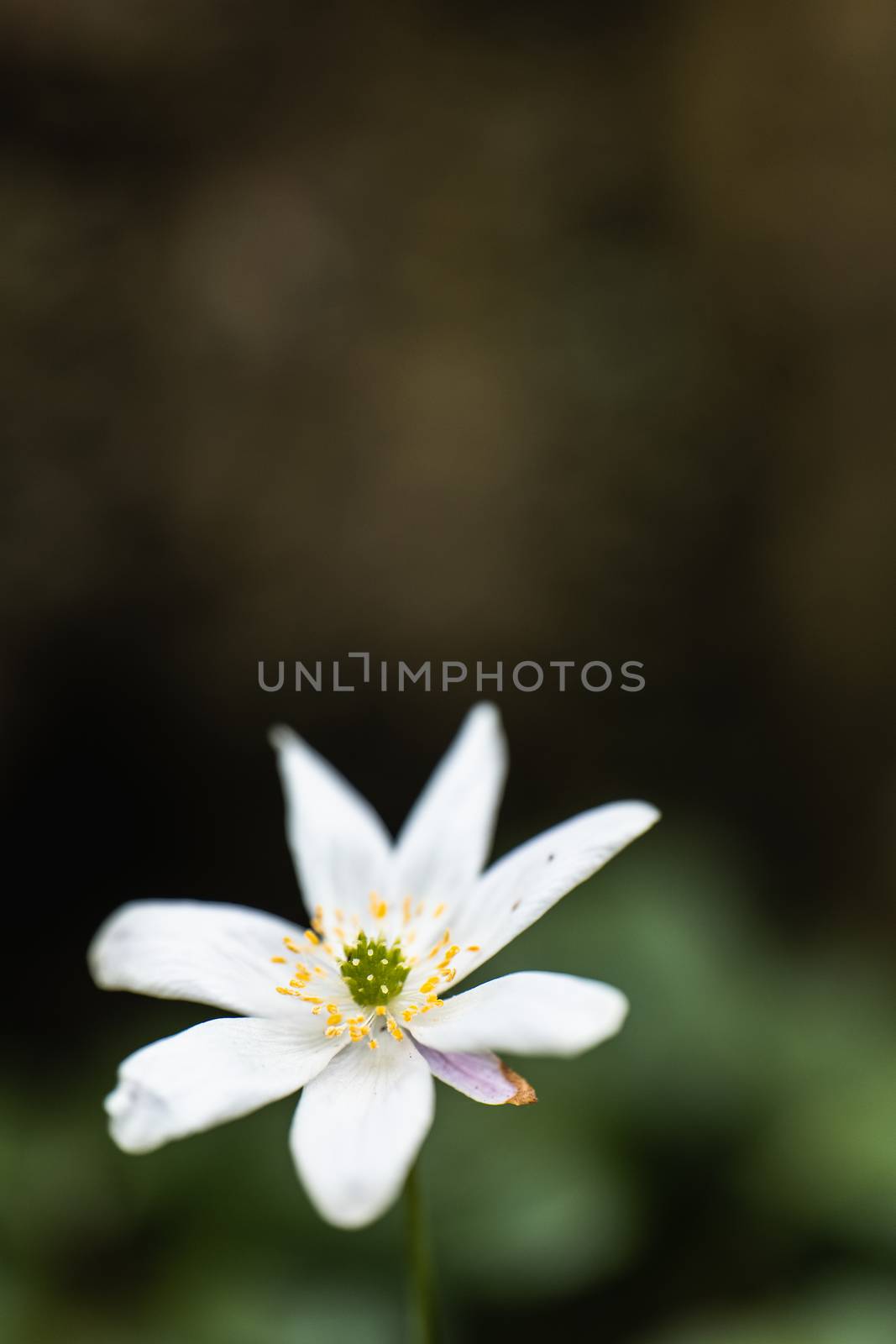 A Macro shot of a Paperwhite flower in the wild