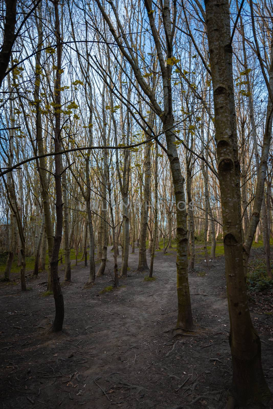 A dense woodland area with tall thin narrow trees and the sunlight shining between