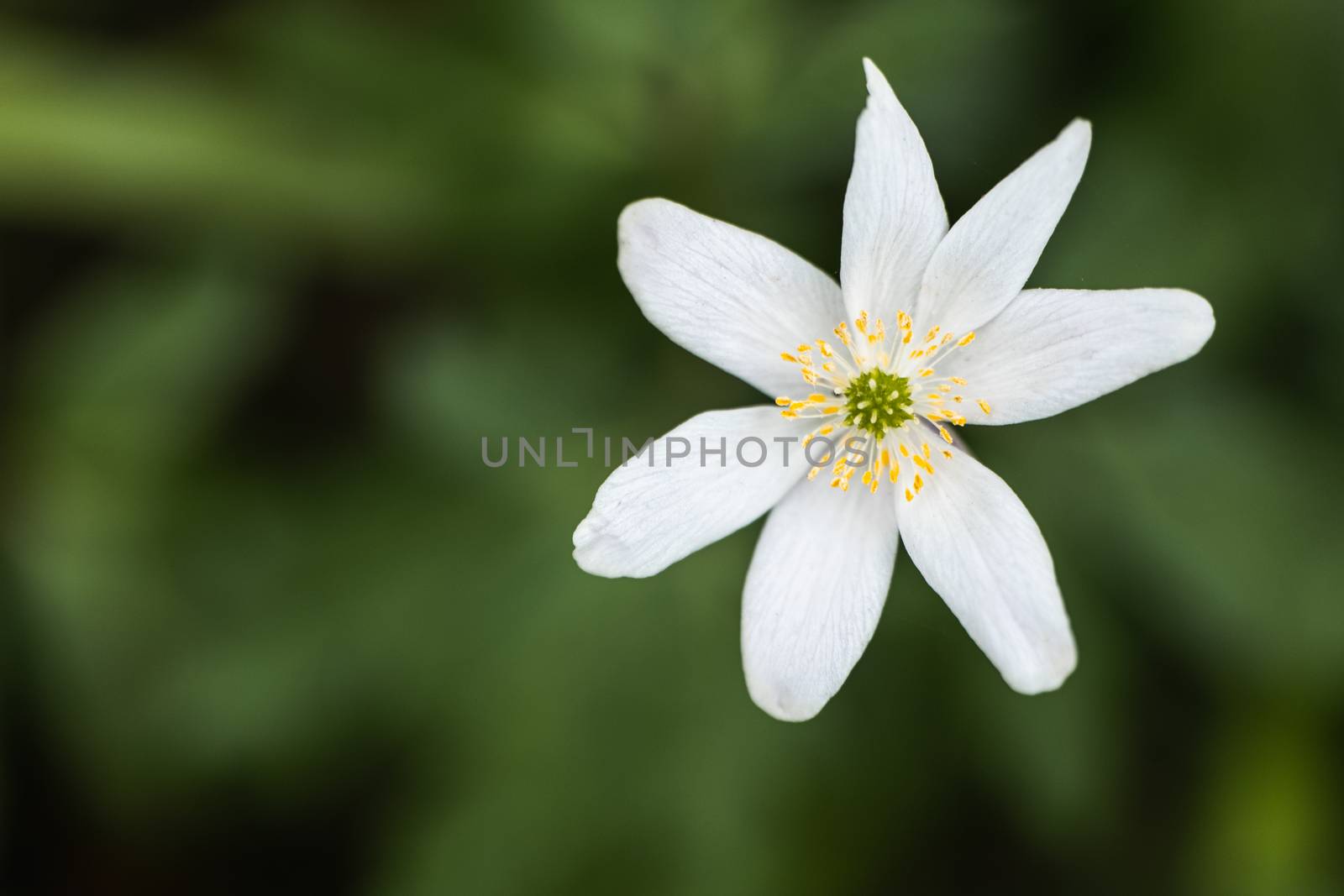A Macro shot of a Paperwhite flower in the wild