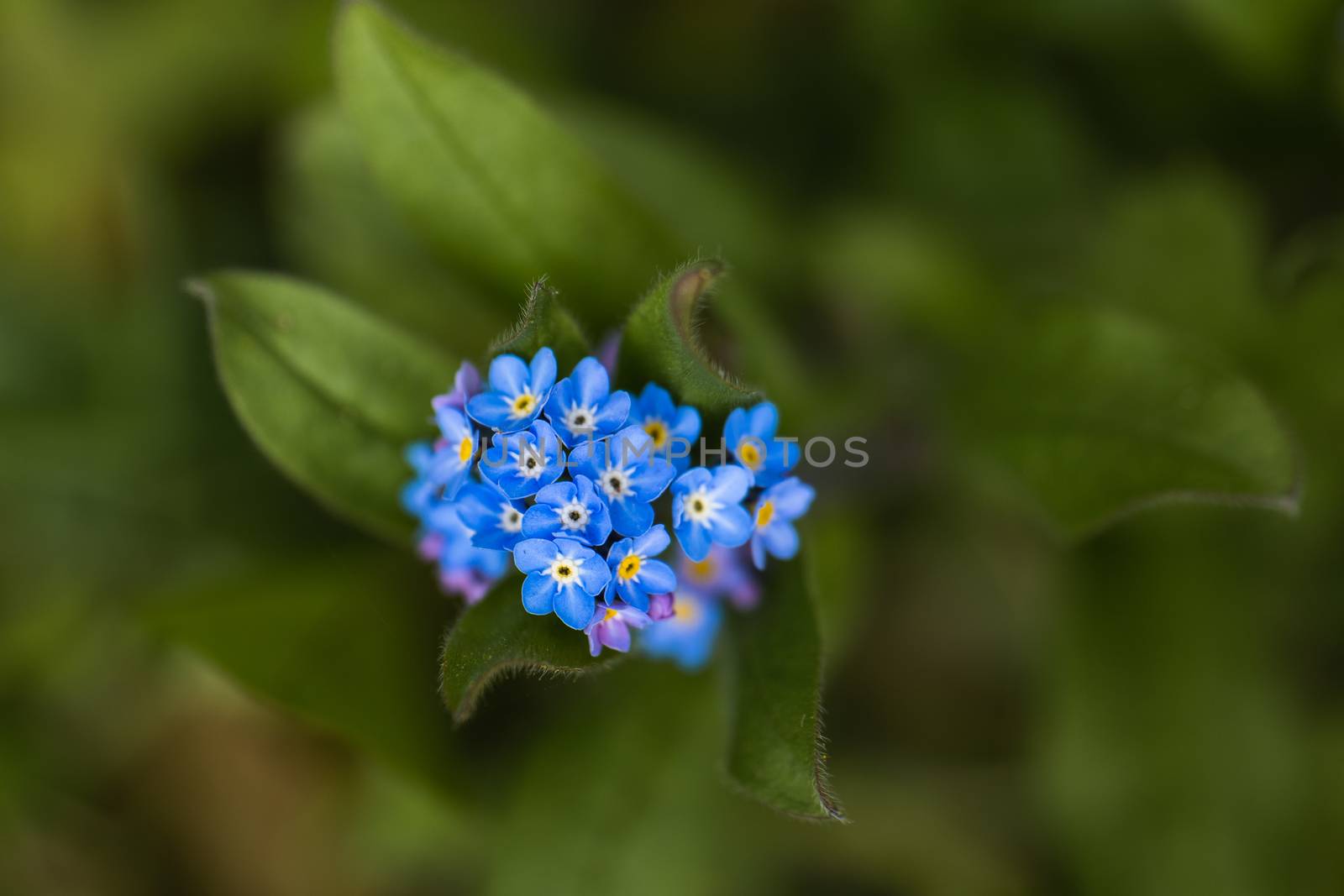A macro shot of a cluster of blue Forget Me Not flowers