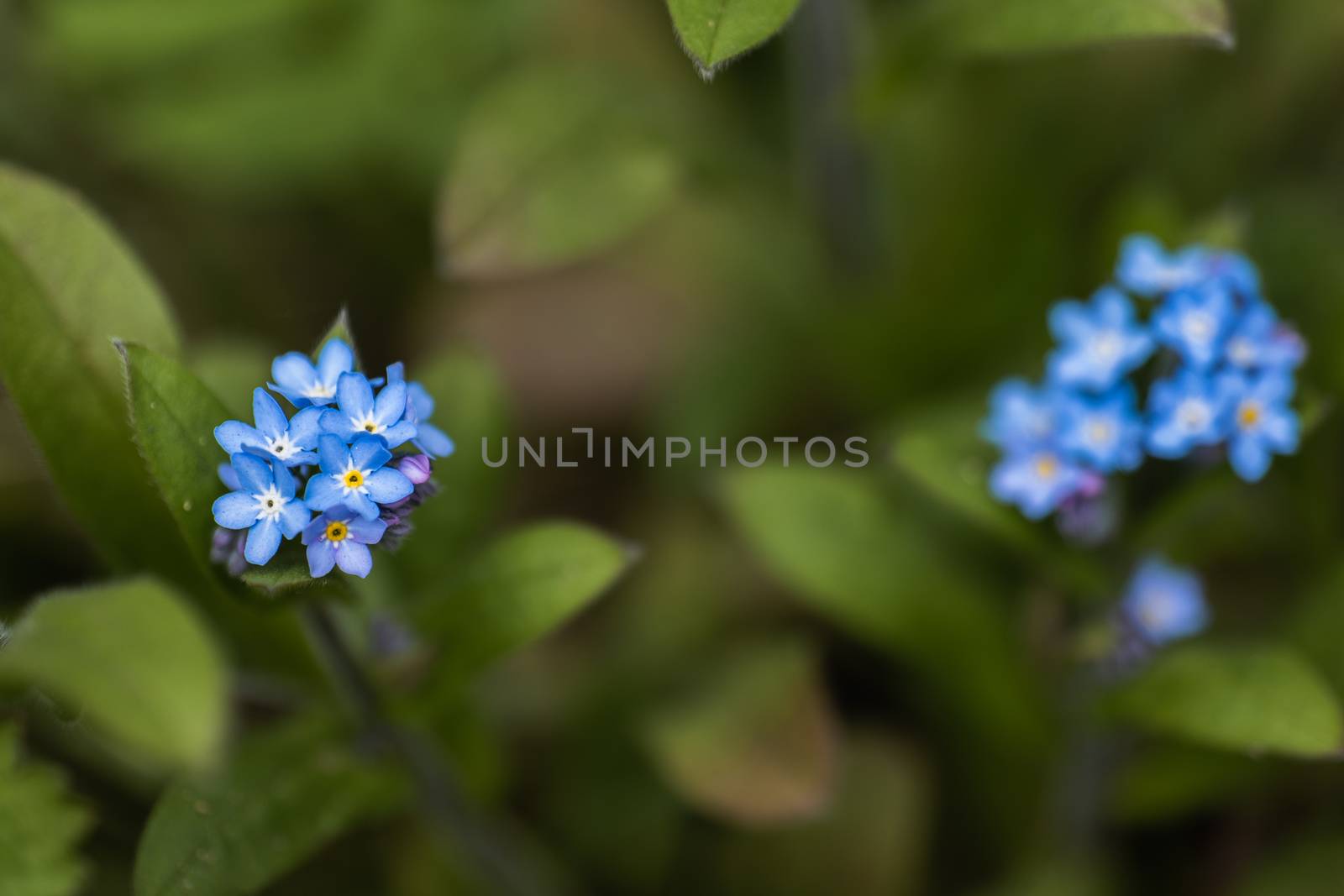 A macro shot of a cluster of blue Forget Me Not flowers