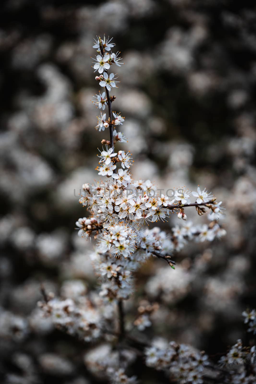 A cluster of white and yellow small flowers in a bush