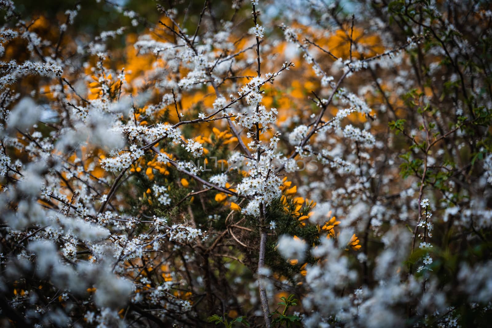 A cluster of white and yellow small flowers in a bush