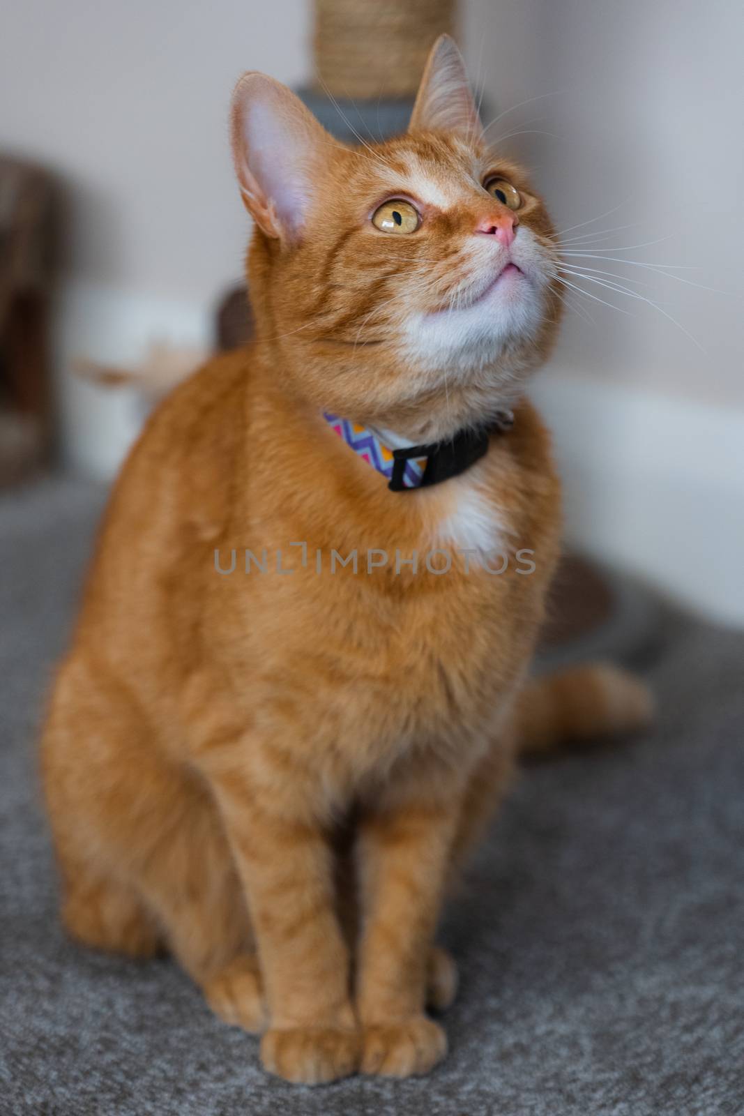 A portrait of an adorable young domestic ginger tabby cat sat at home next to his scratching post looking excitable