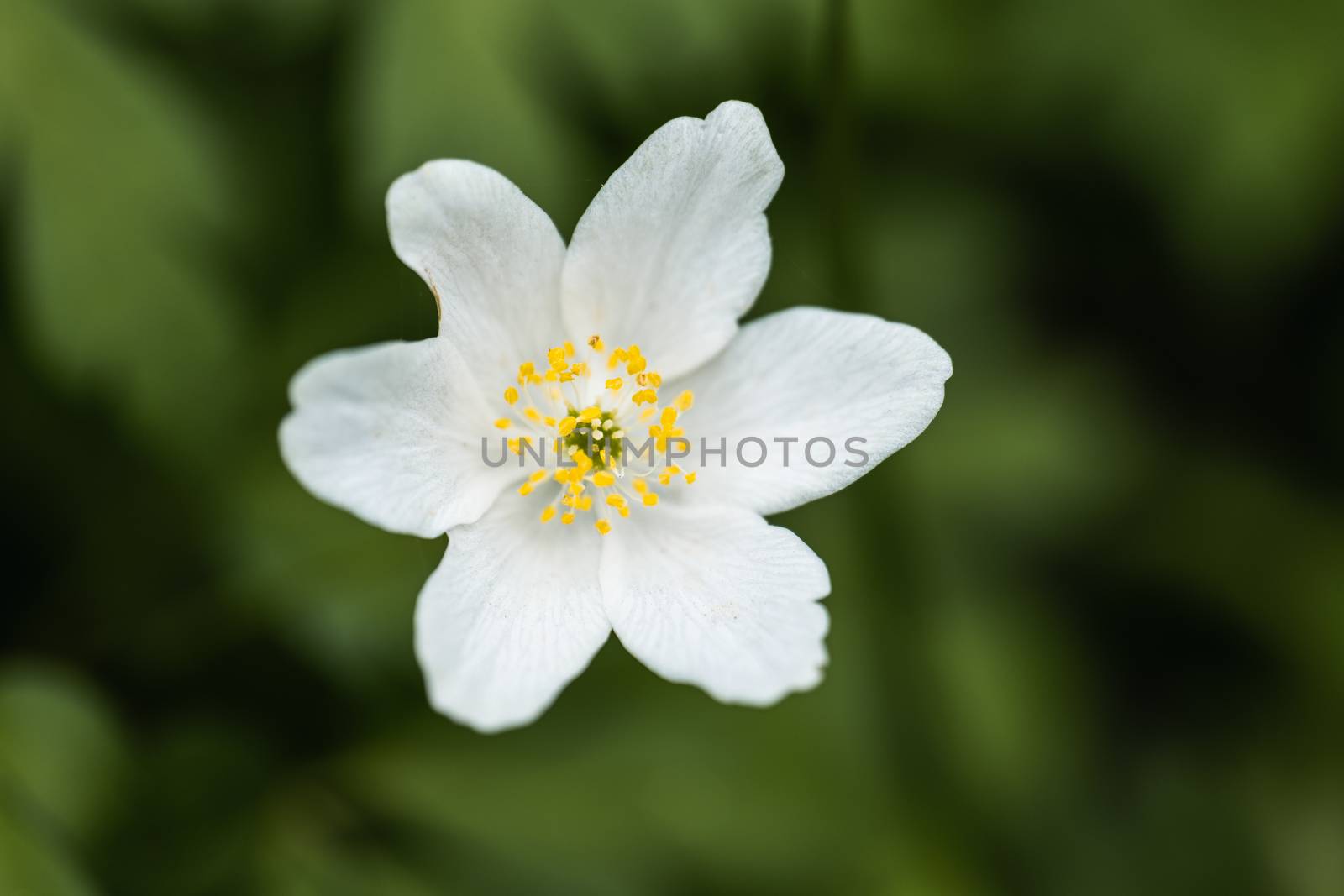 A White Petal Flower