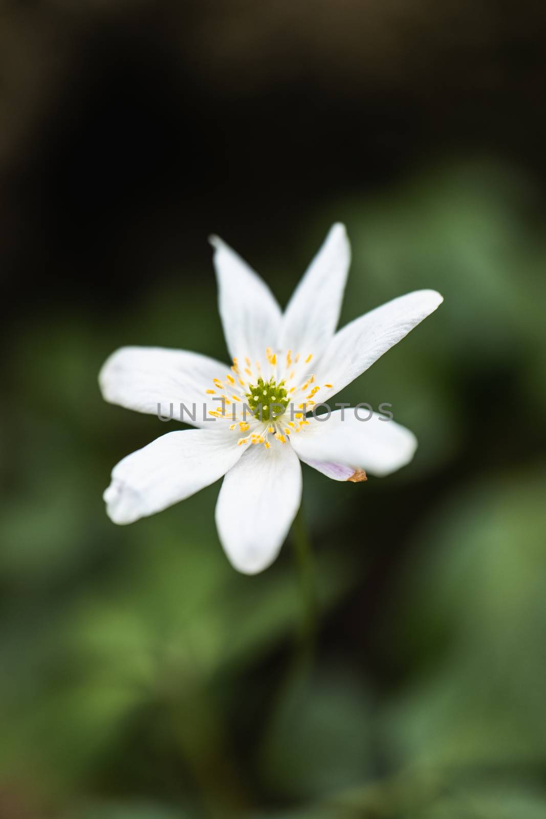 A Macro shot of a Paperwhite flower in the wild