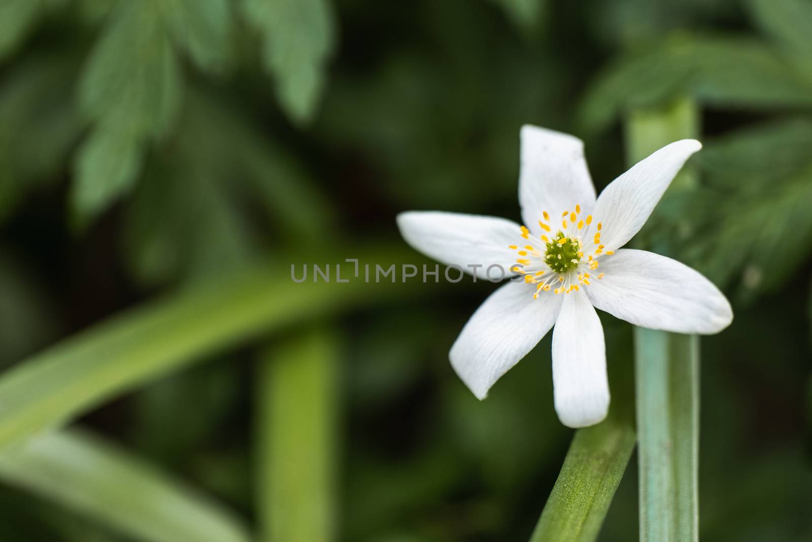 A Macro shot of a Paperwhite flower in the wild