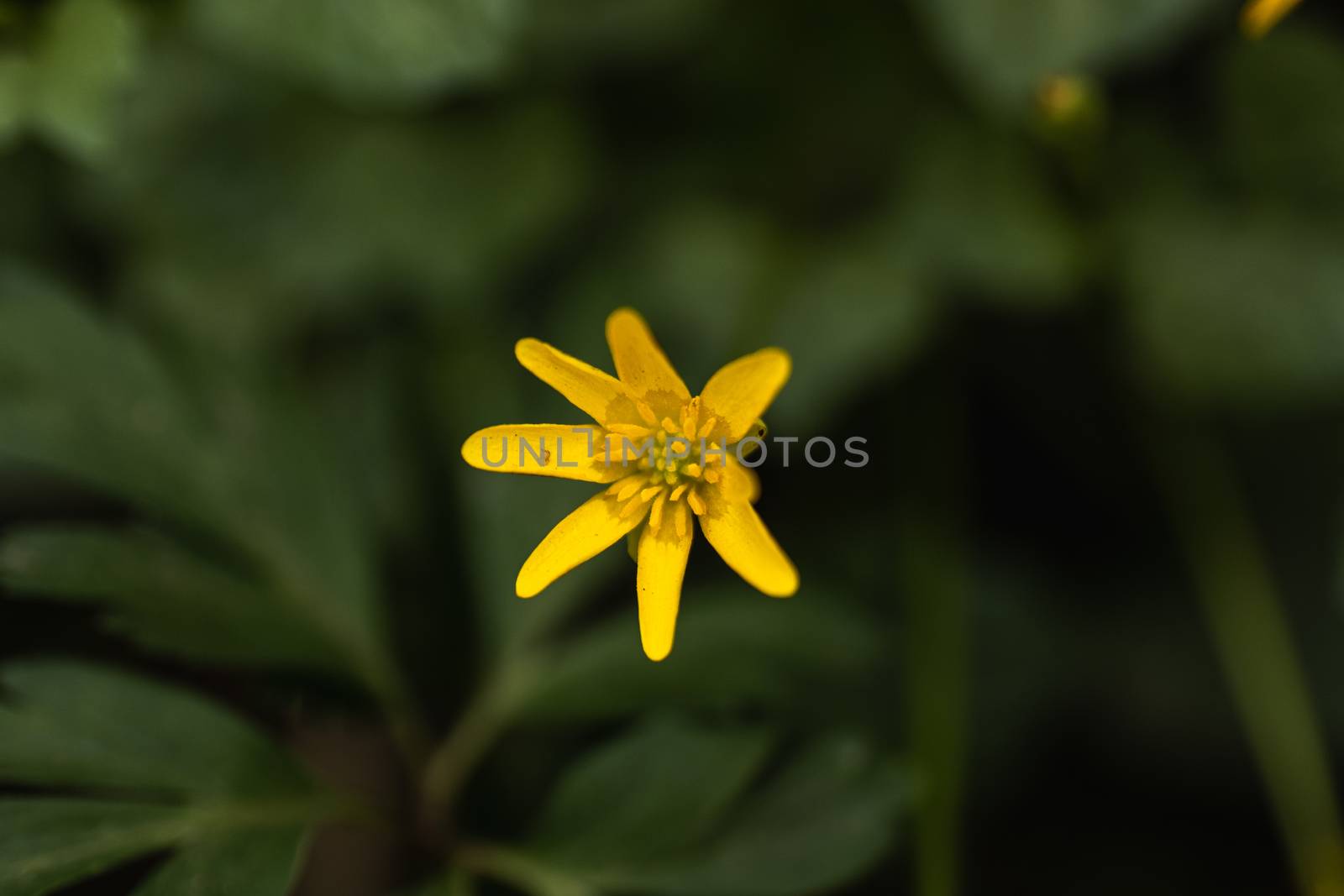 A small yellow flower close up in the wild