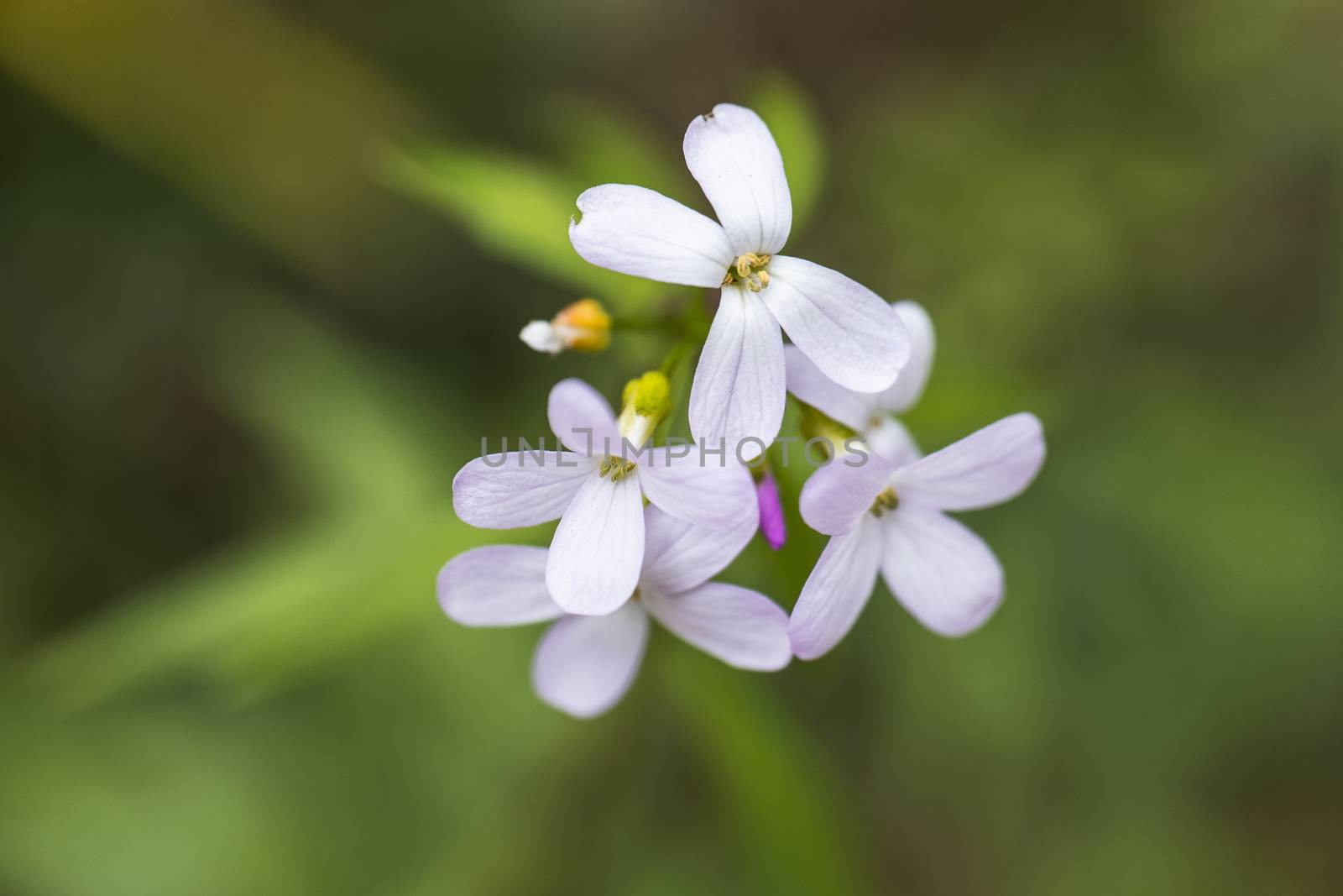 A bunch of small white petal flowers close up in the wild