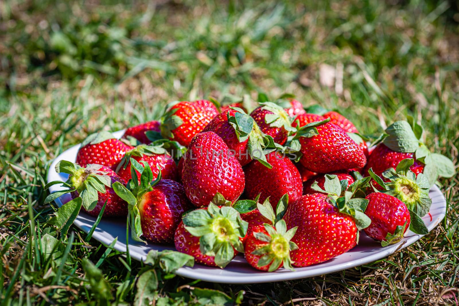 Sweet wild strawberries lying on a white plate on a green lawn - image