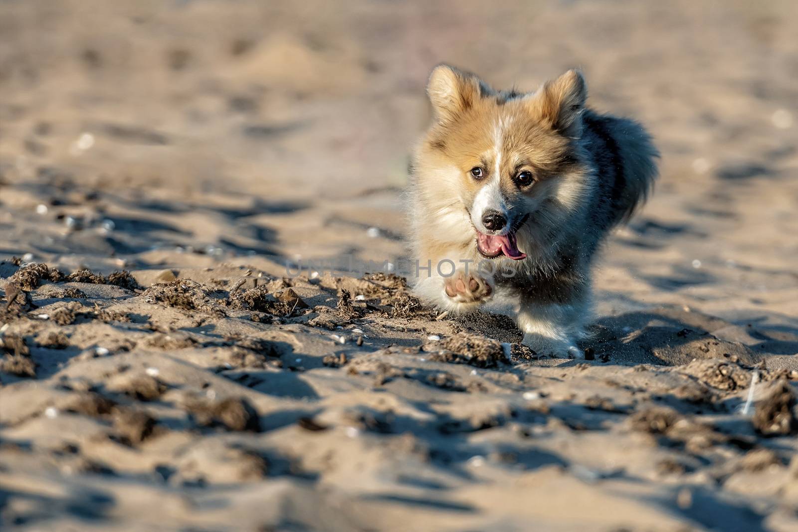 At sunset hour, Welsh Corgi fluffy runs around the beach and plays in the sand