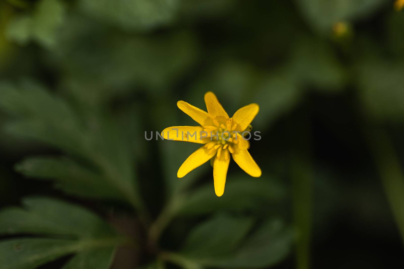 A small yellow flower close up in the wild