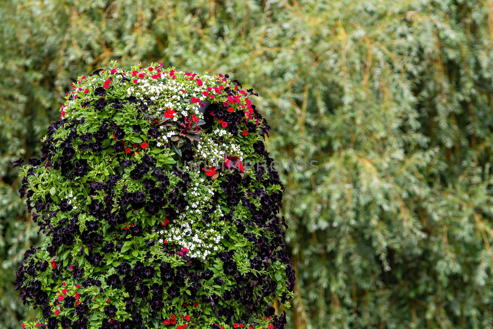 close-up of ornamental shrubs with flowers on a blurry park background with copy space - image