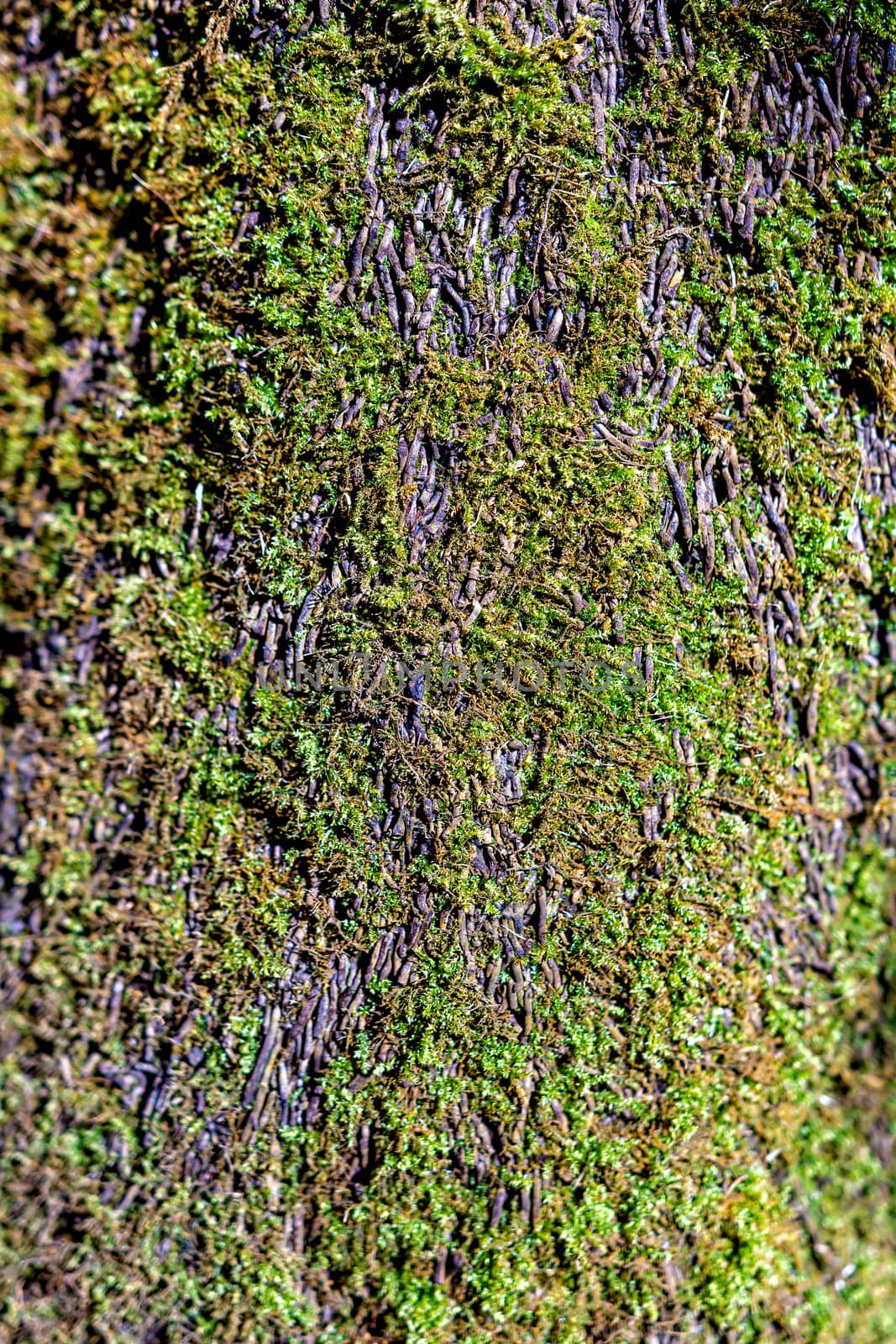 Texture. Bark and moss background. Beautiful tree trunk - image