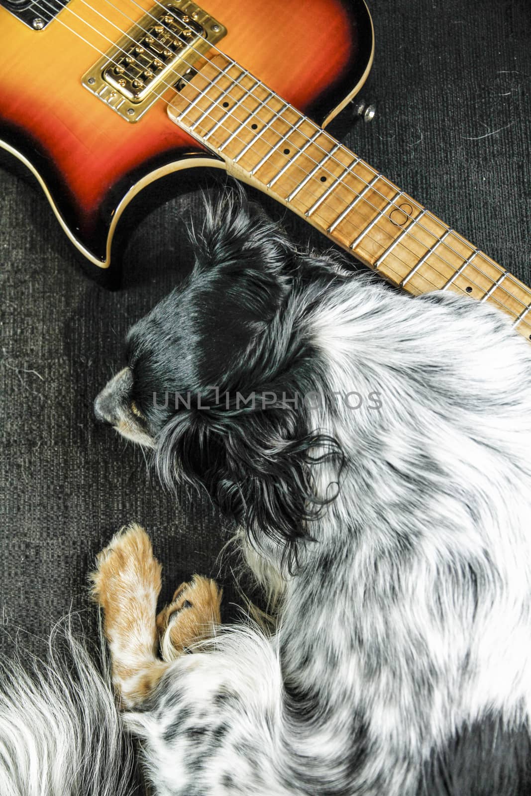 Sad little dog lying next to an electric guitar that will never  by robbyfontanesi