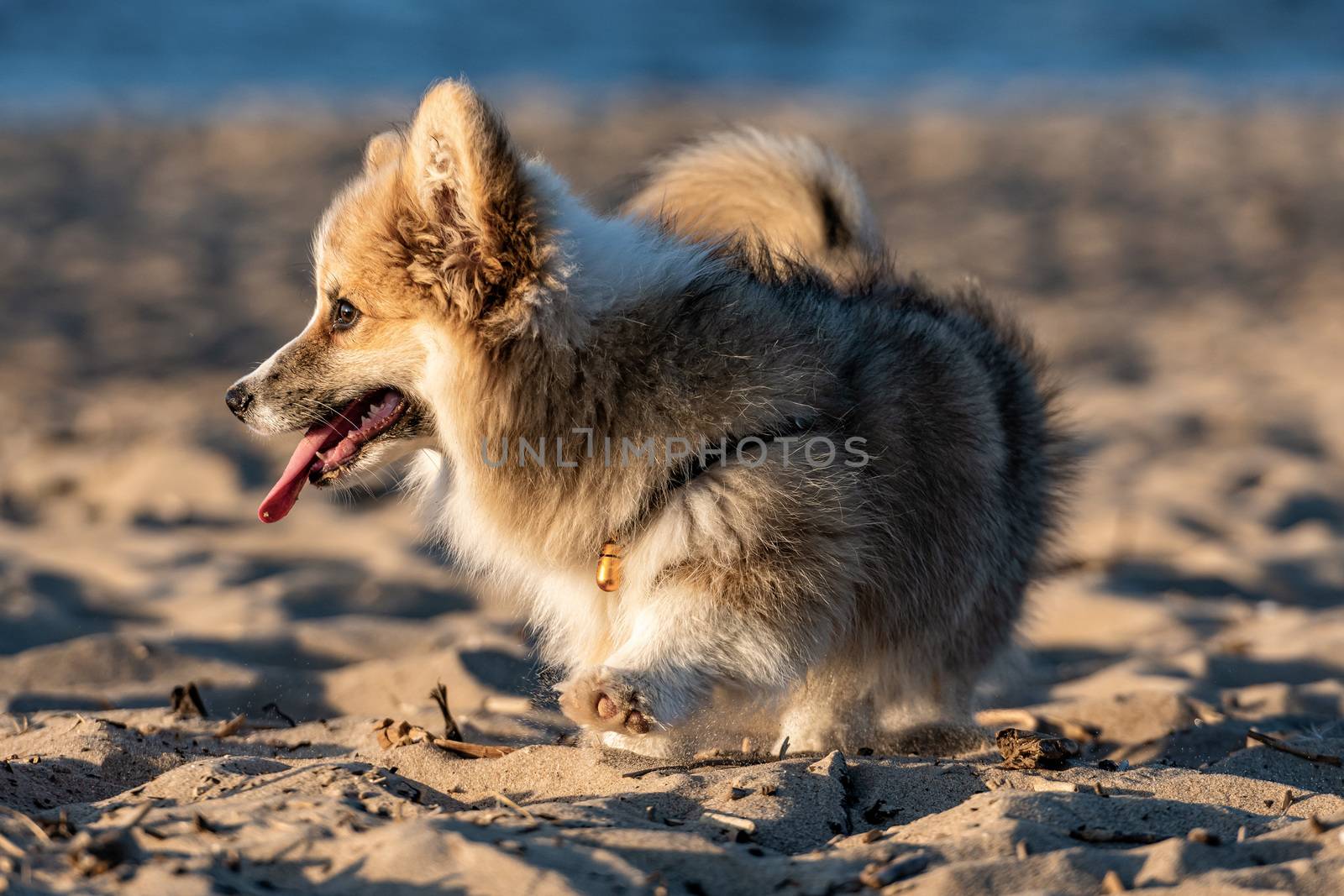 At sunset hour, Welsh Corgi fluffy runs around the beach and plays in the sand