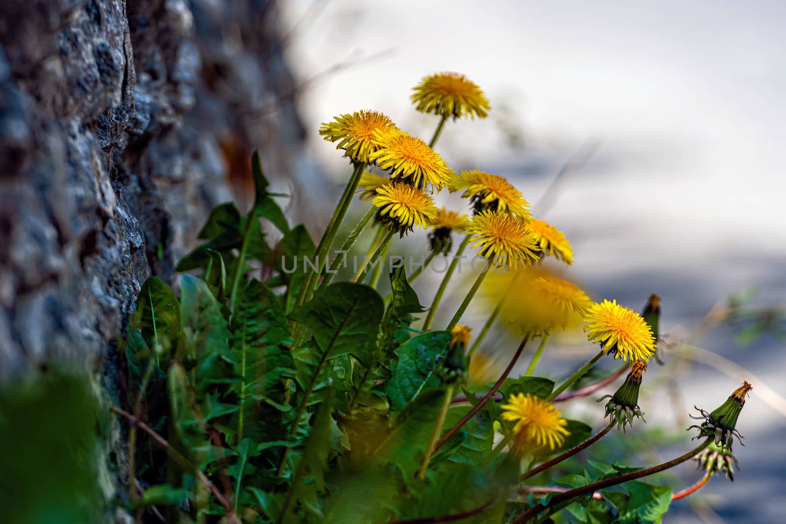 lots of yellow dandelions on a defocused background - image