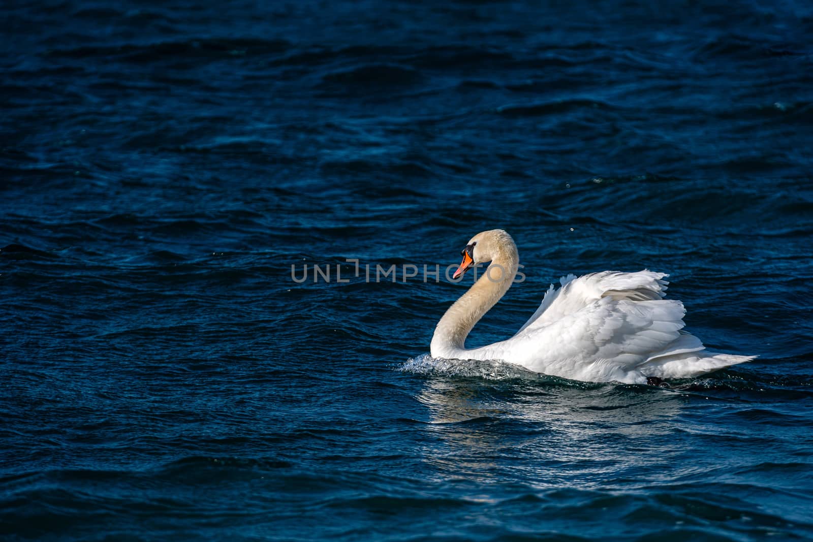 White swan swimming in the blue lake, close up view - image