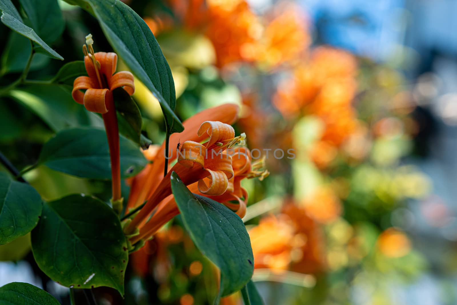 Orange flower close-up on a soft background - image