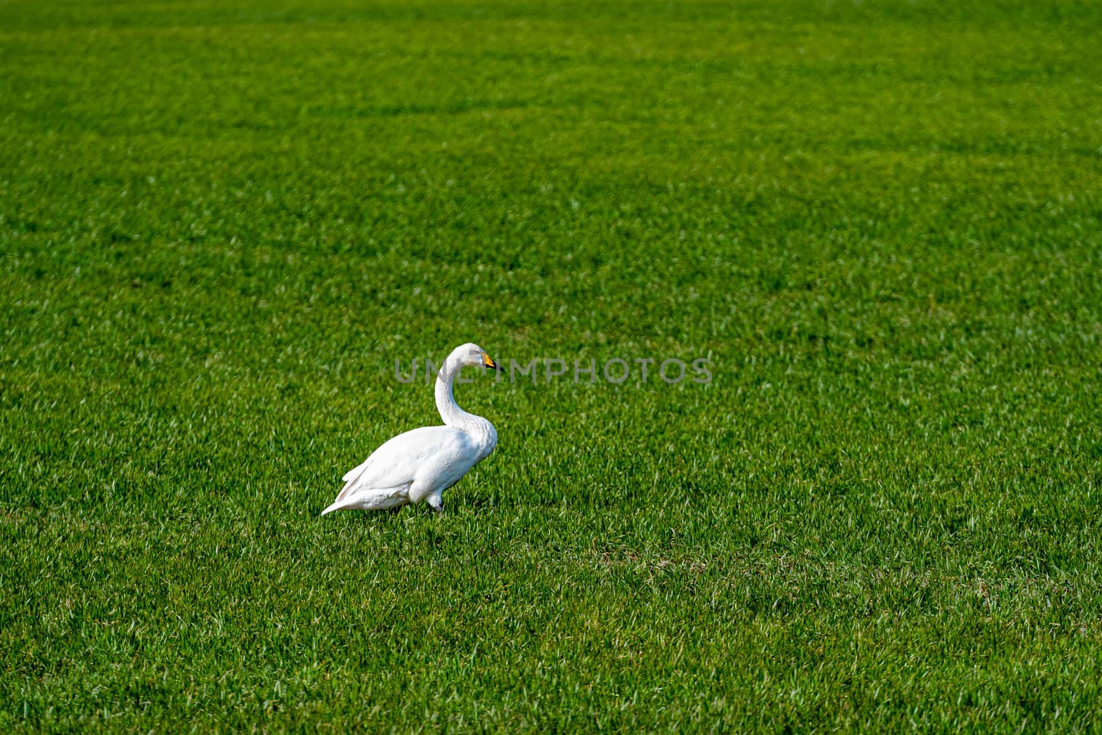 Whooper swan (Cygnus cygnus), Whooper swan feeding and resting on green meadow in March, Latvia, 2020