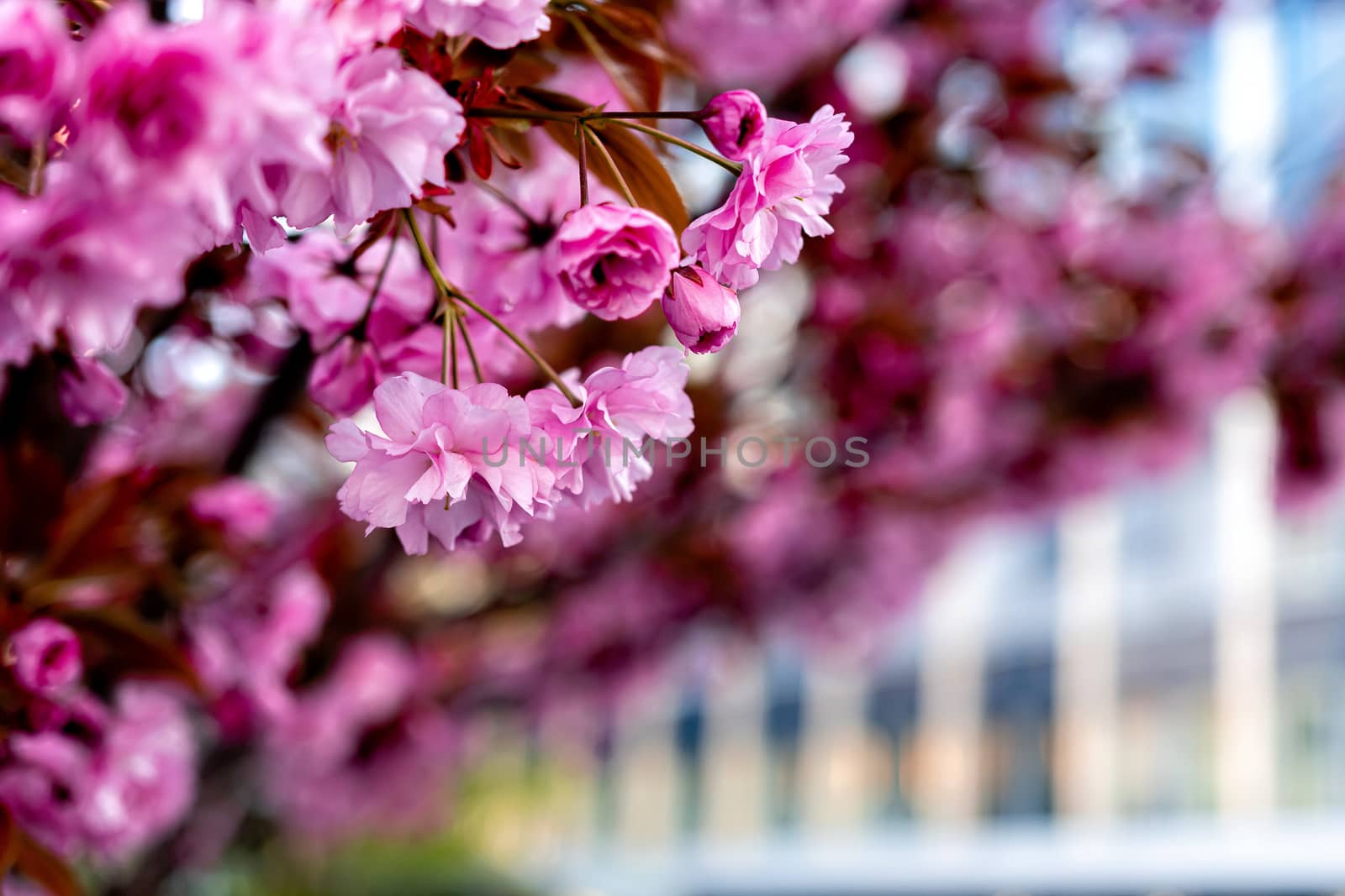 Pink flowering shrubs in a spring garden with bokeh - image