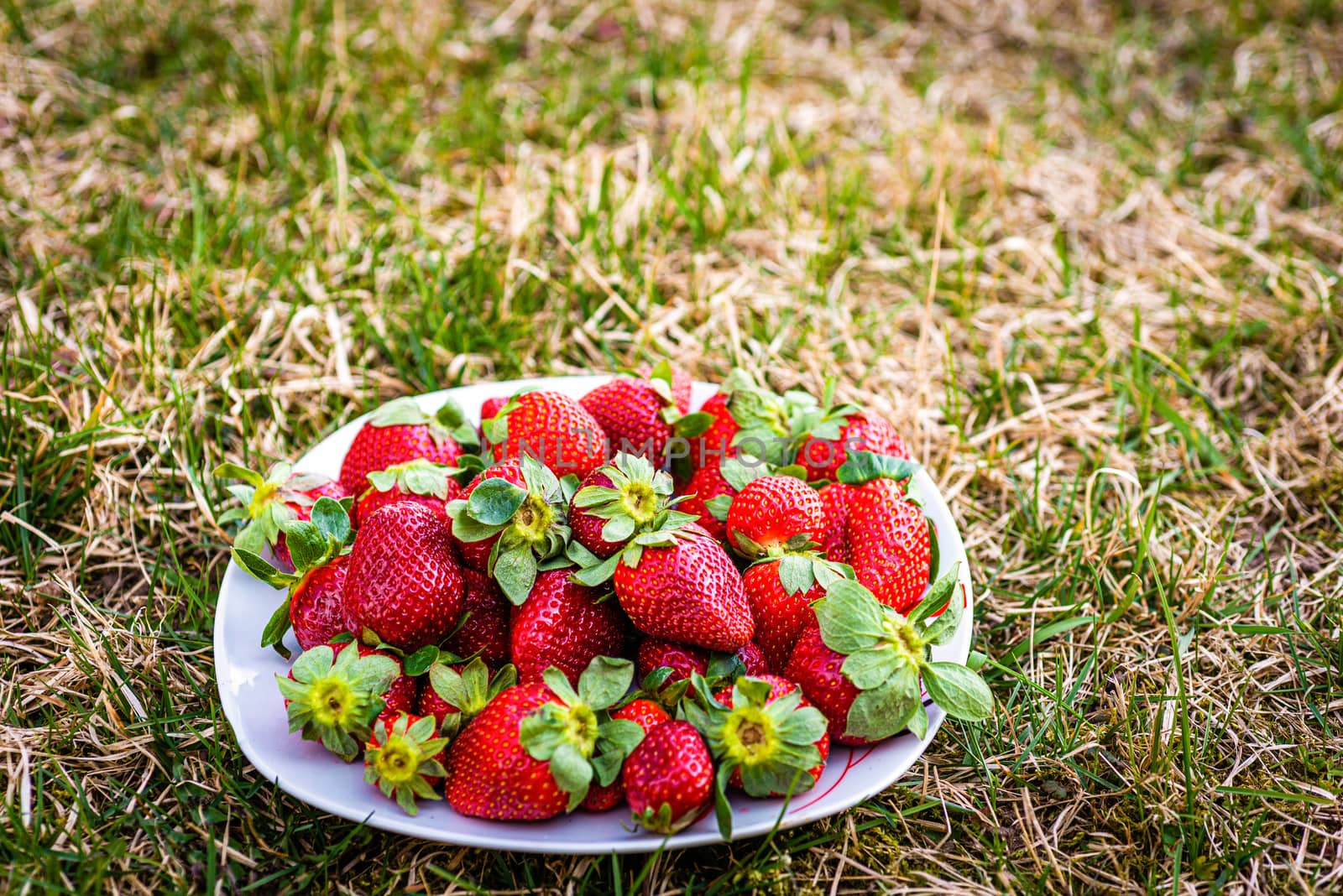 Sweet wild strawberries lying on a white plate on a green lawn - image