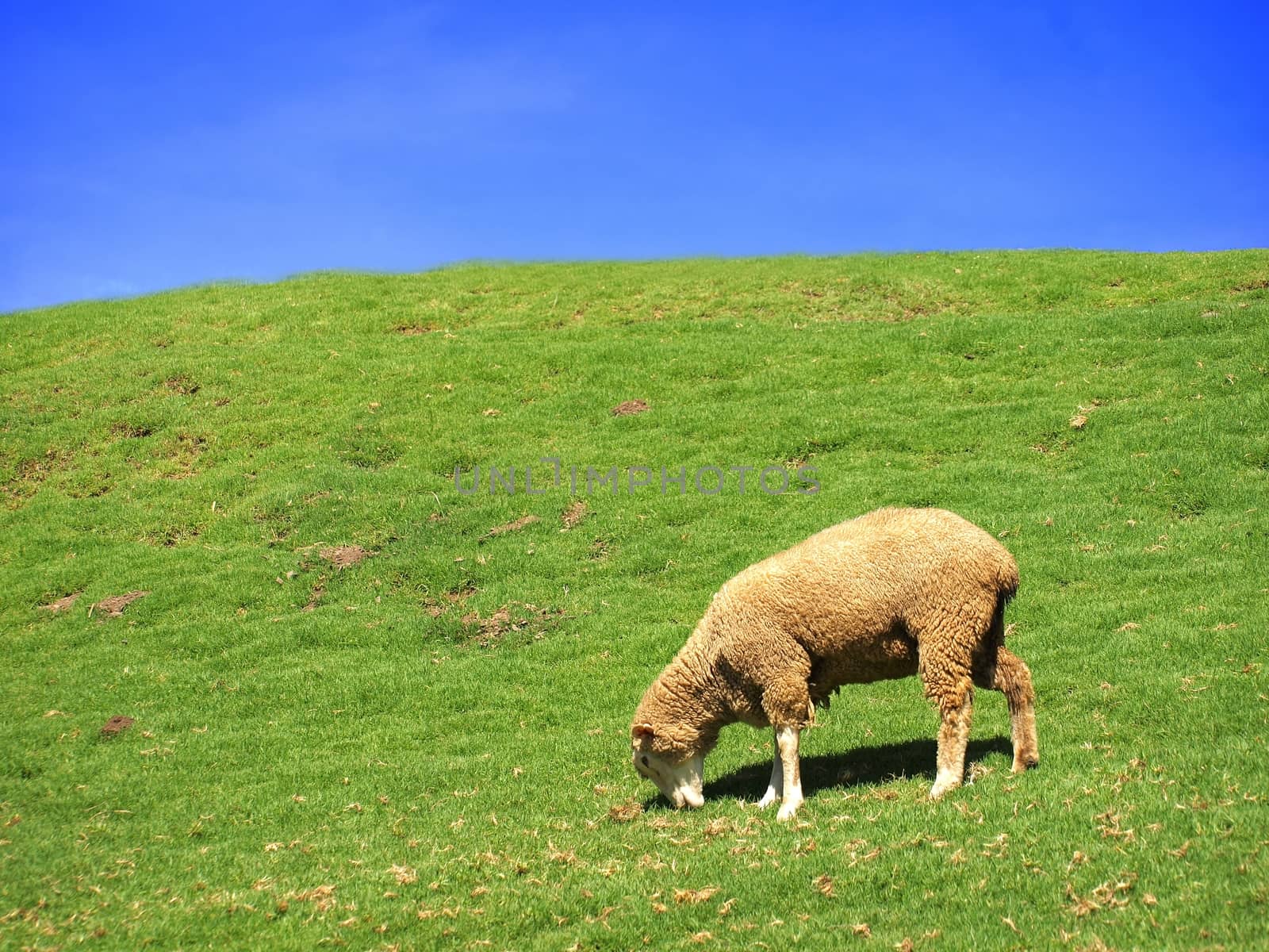 Alpine pasture with a single sheep and a blue sky
