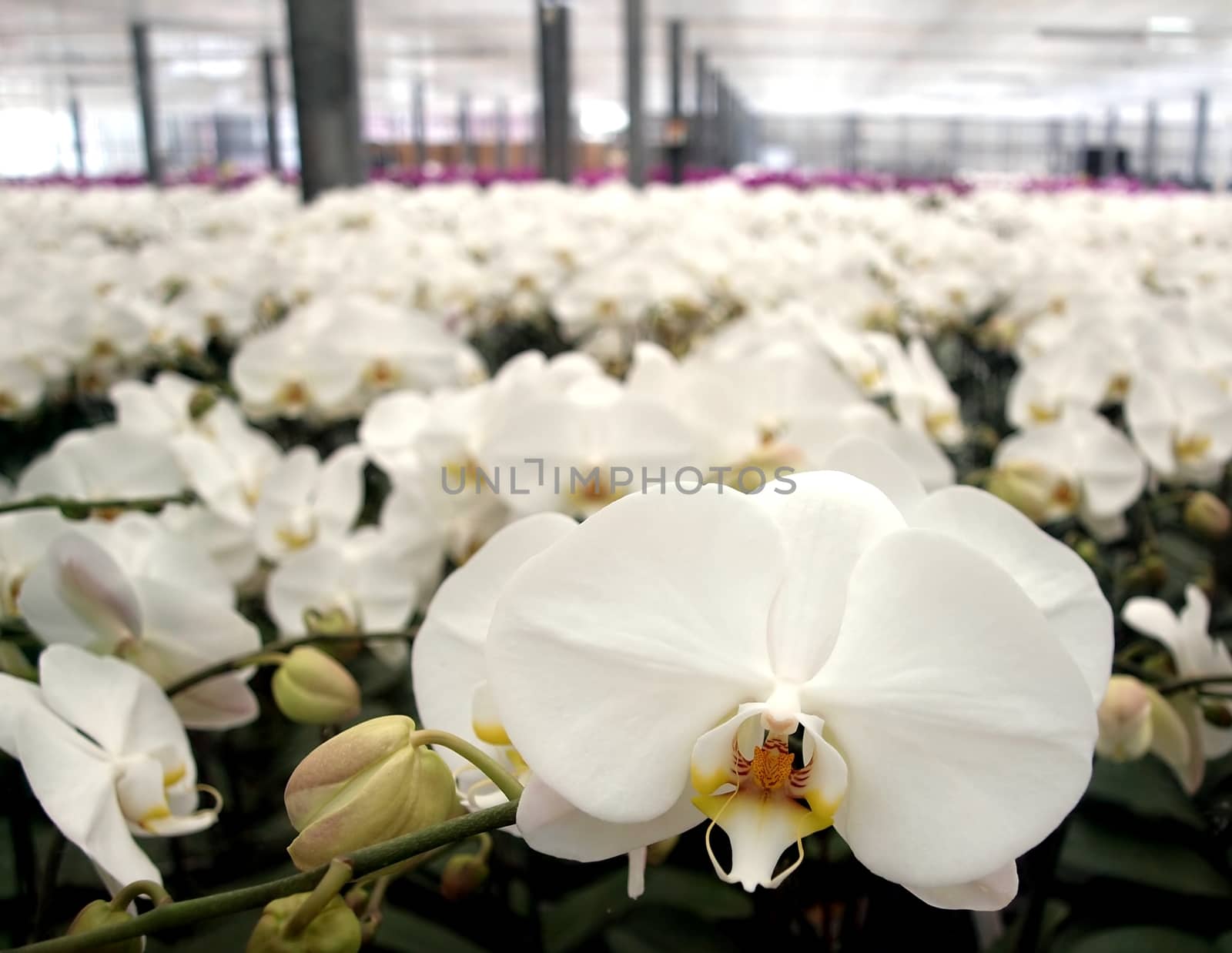 A large greenhouse with rows of white and purple orchids
