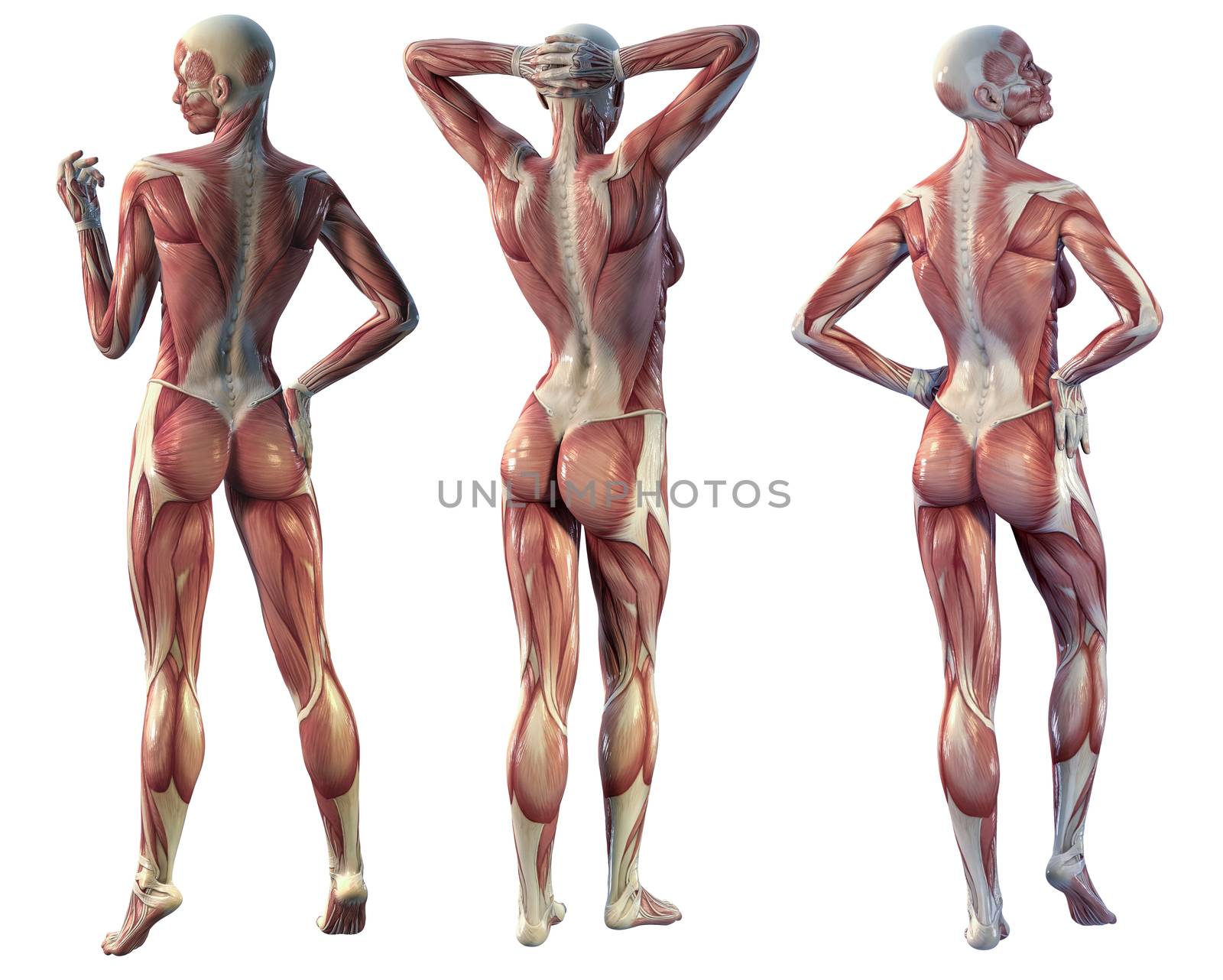 Digital illustration of muscle woman back view.