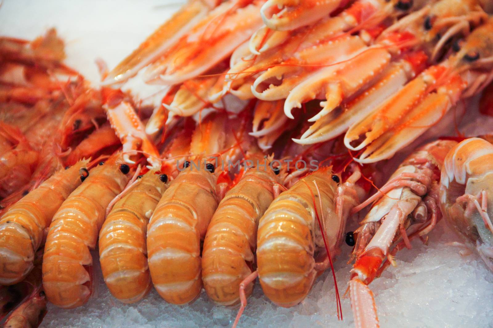 Fresh Shrimp seafood on ice by destillat
