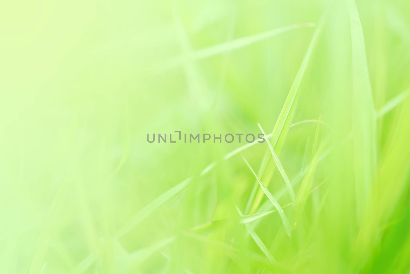 Greenery background with copy space. Fresh Grass Wave Closeup.  by chadchai_k