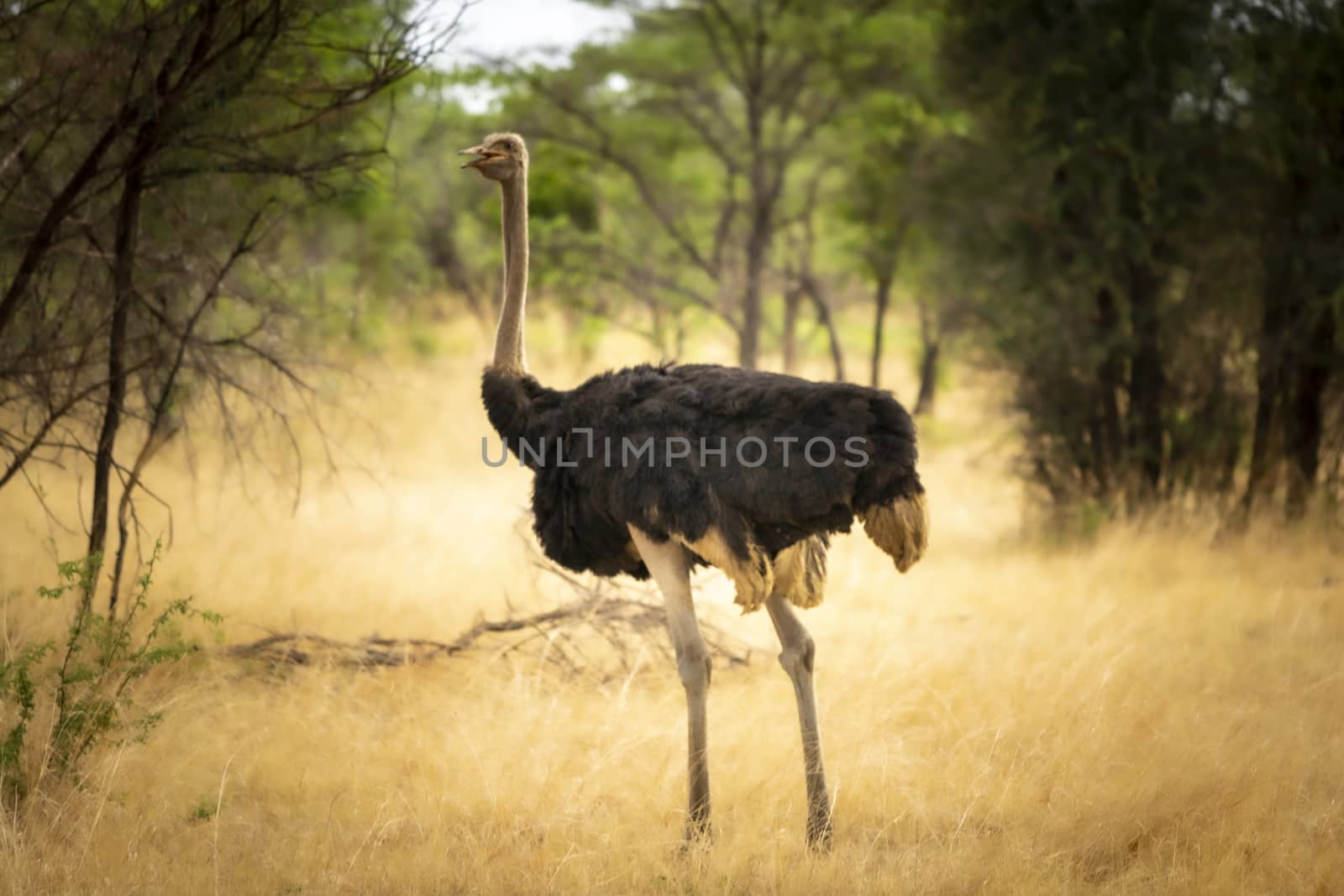 Ostrich in the African savannah during a off-road safari adventure in Namibia by kb79