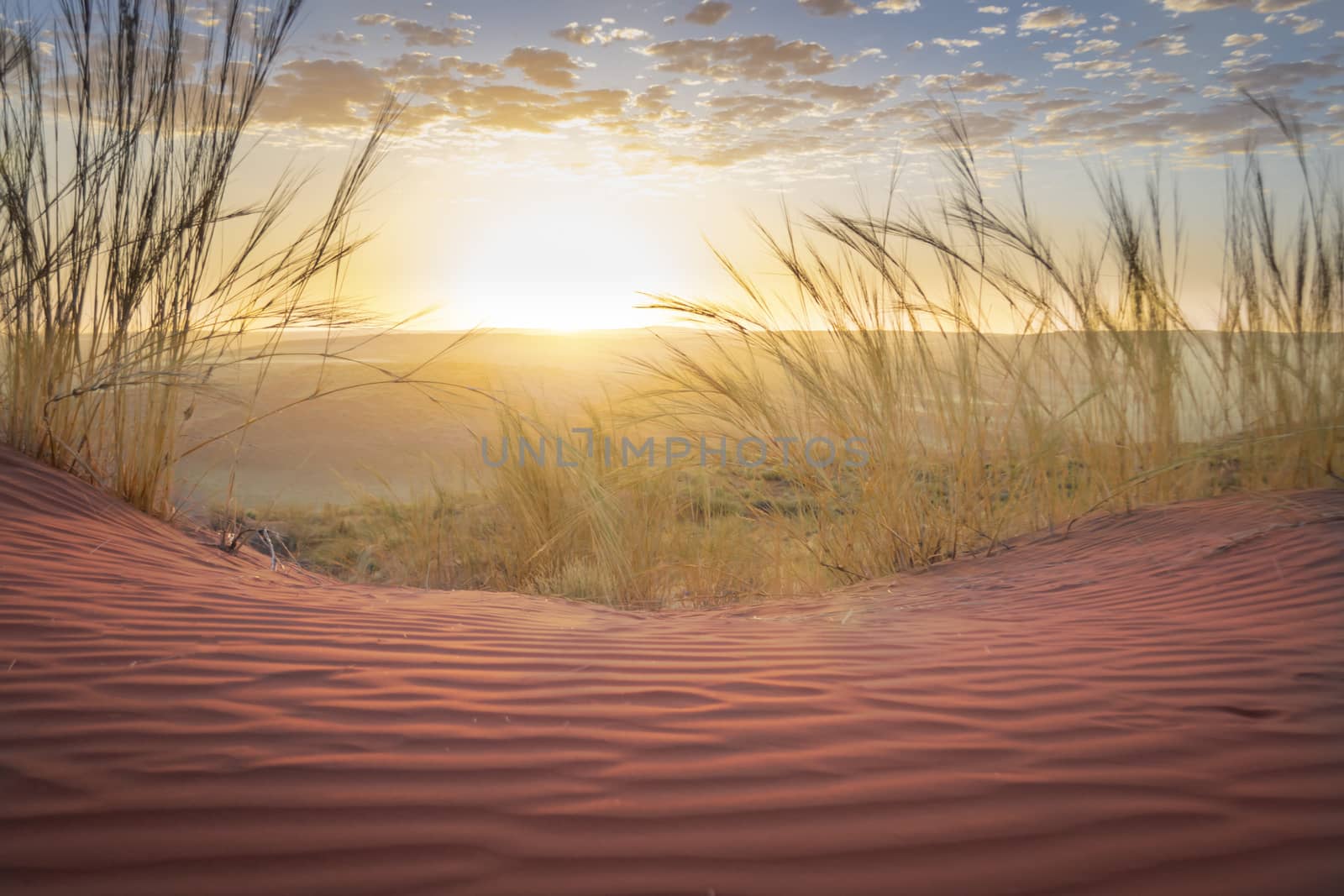 Red colored sand dunes of Sossusvlei in Namibia during a dramatic sunset, sand and grass in foreground, valley and desert in the background, sun setting on the horizon