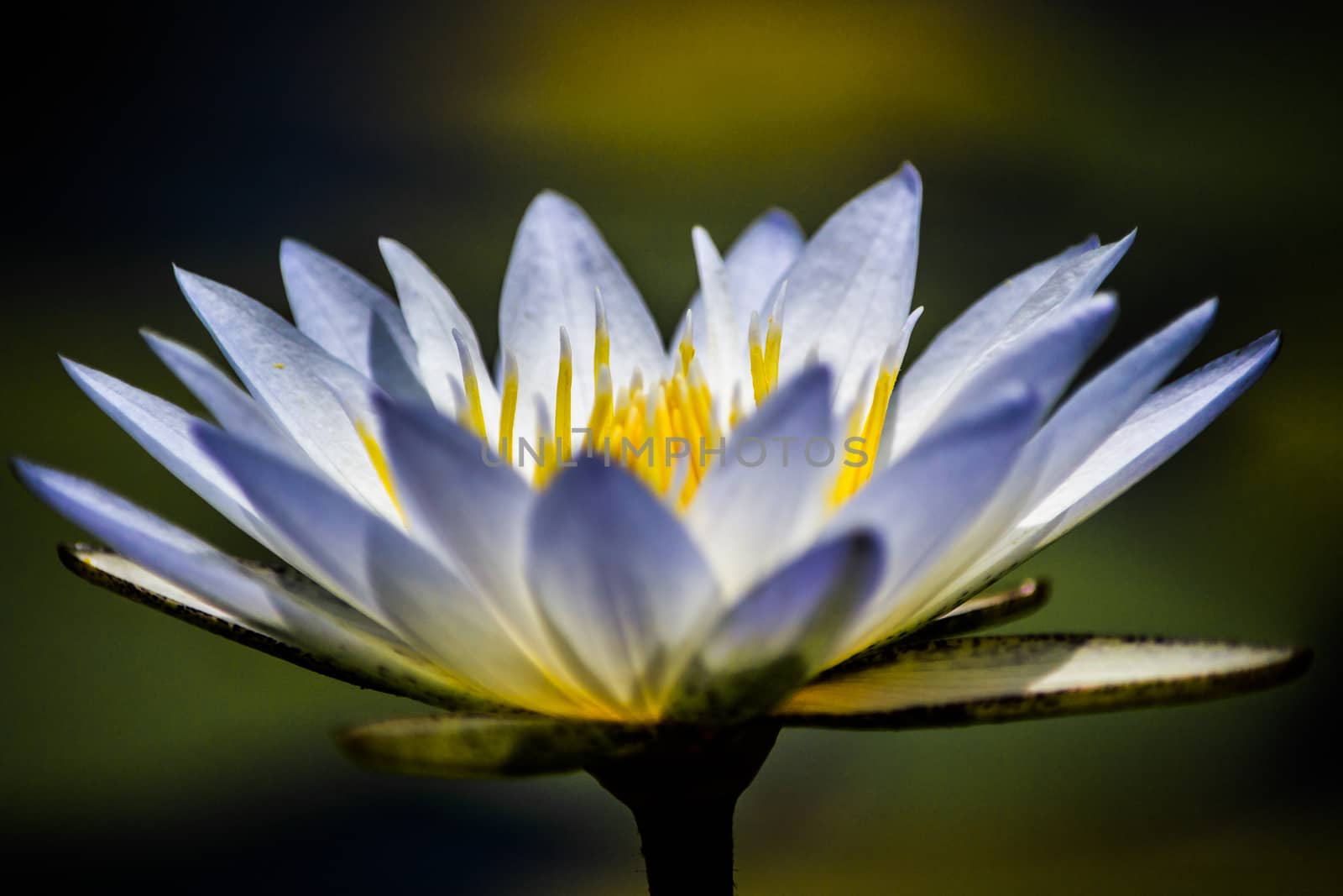 Close-up of Water Lily (Nymphaeaceae) with white leafs and green blurry background by kb79