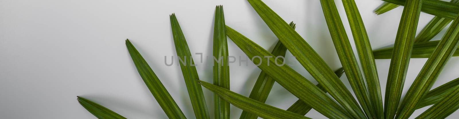Closeup of green leaf on white wall (Lady palm). Greenery background by chadchai_k