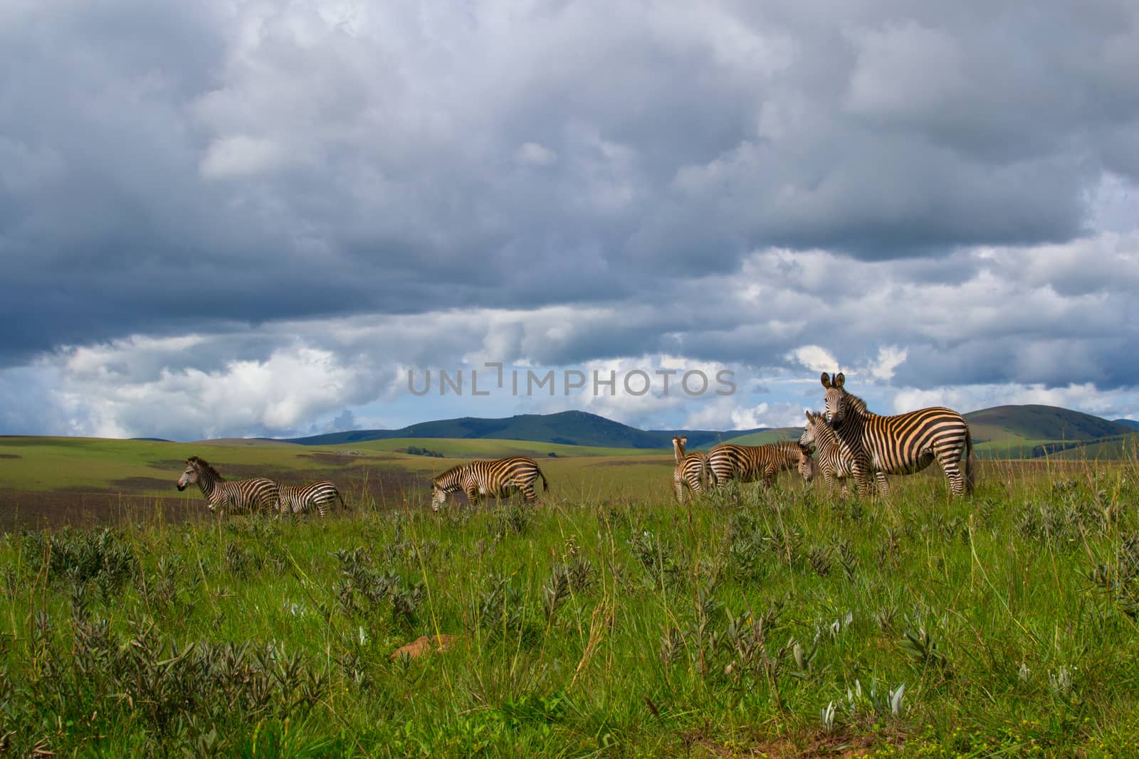 Herd of zebra's standing in the plains and nature of Nyika national park, Malawi, Africa, dramatic sky with clouds and landscape. by kb79